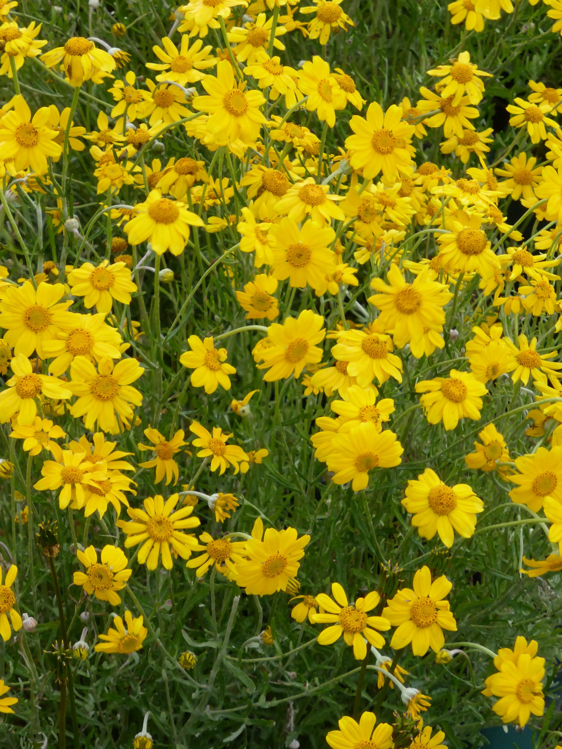 1840_eriophyllum_lanatum_SS_001.jpeg