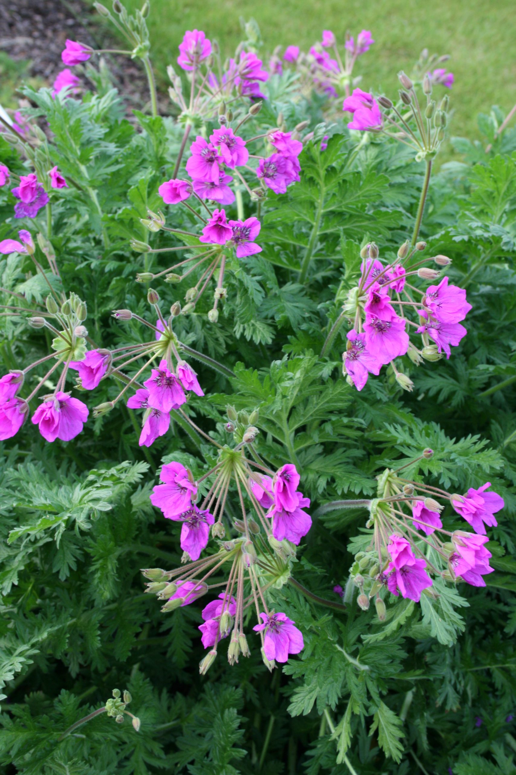 1841_erodium_hybridum_SS_001.jpeg