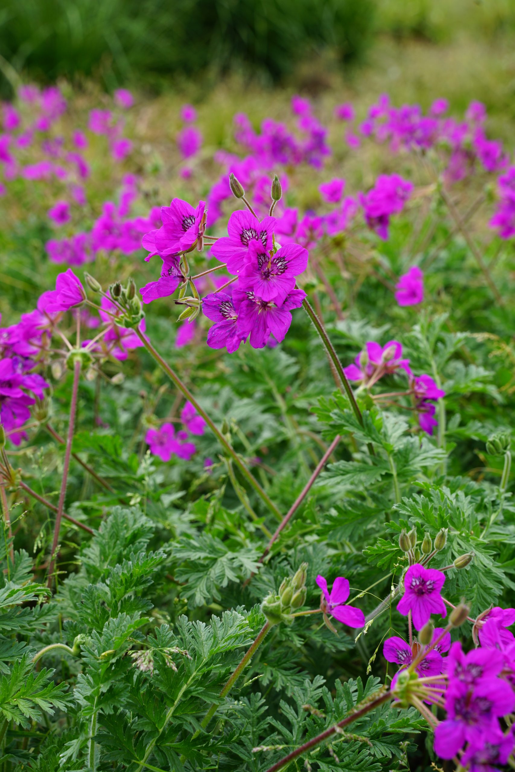 1842_erodium_hybridum_SS_002.jpeg