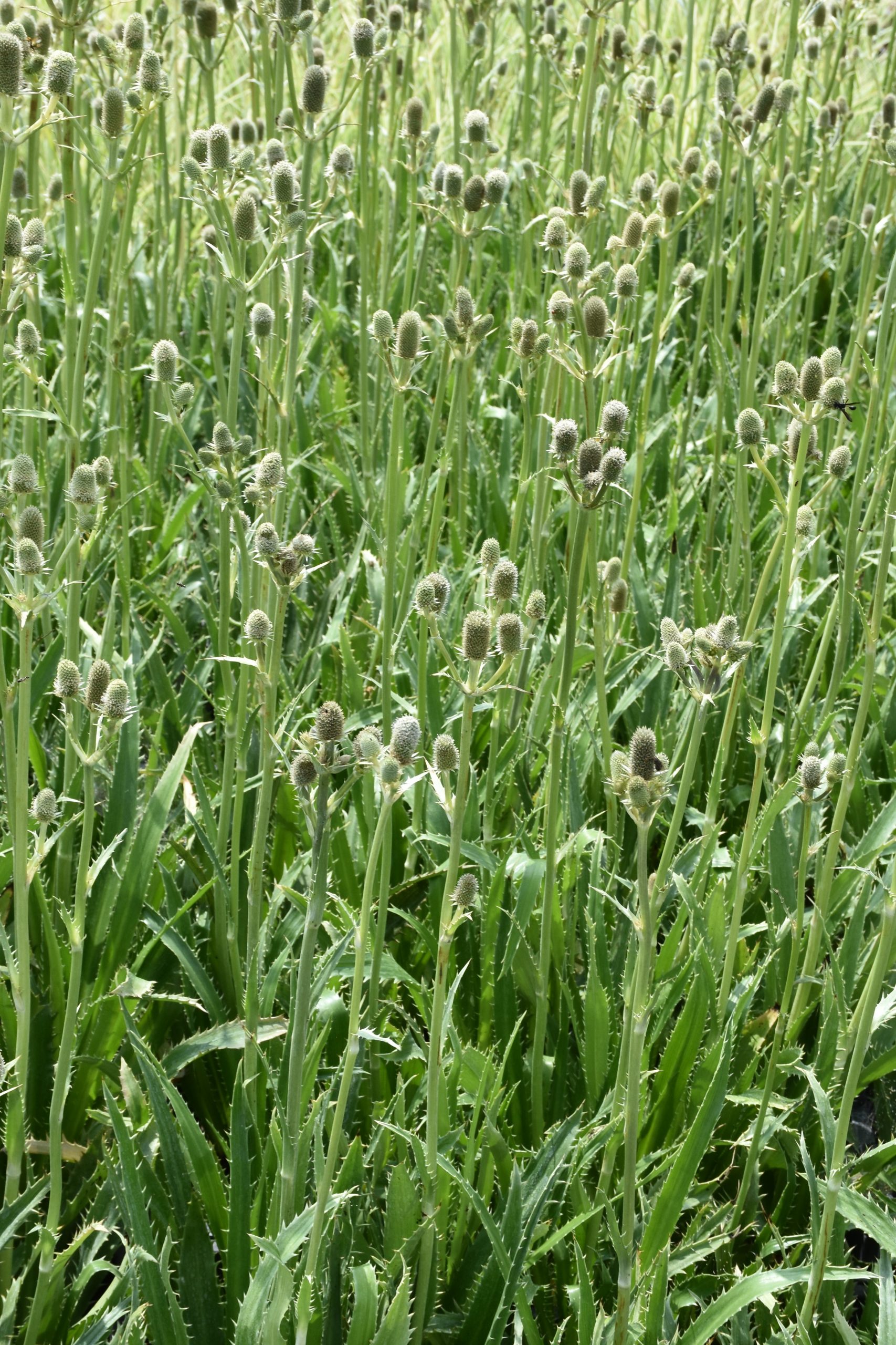 1850_eryngium_agavifolium_XS_002.jpeg