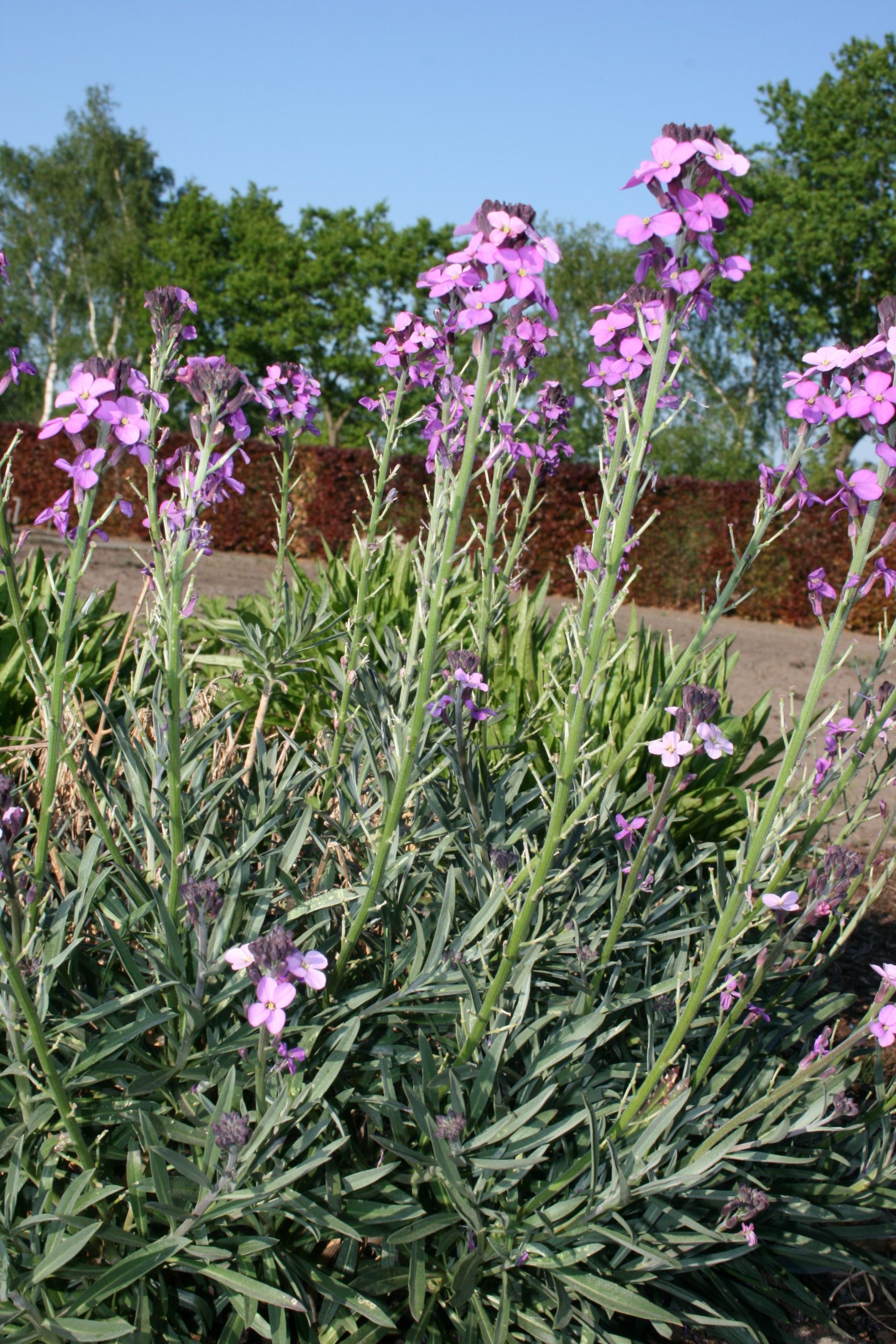 1860_erysimum_cheiri_bowles_mauve_SS_001.jpeg