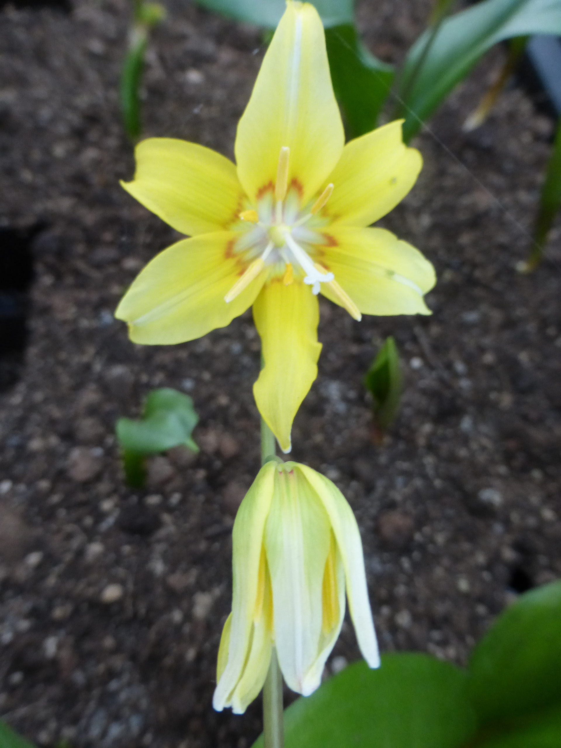 1863_erythronium_cultorum_pagoda_SS_001.jpeg