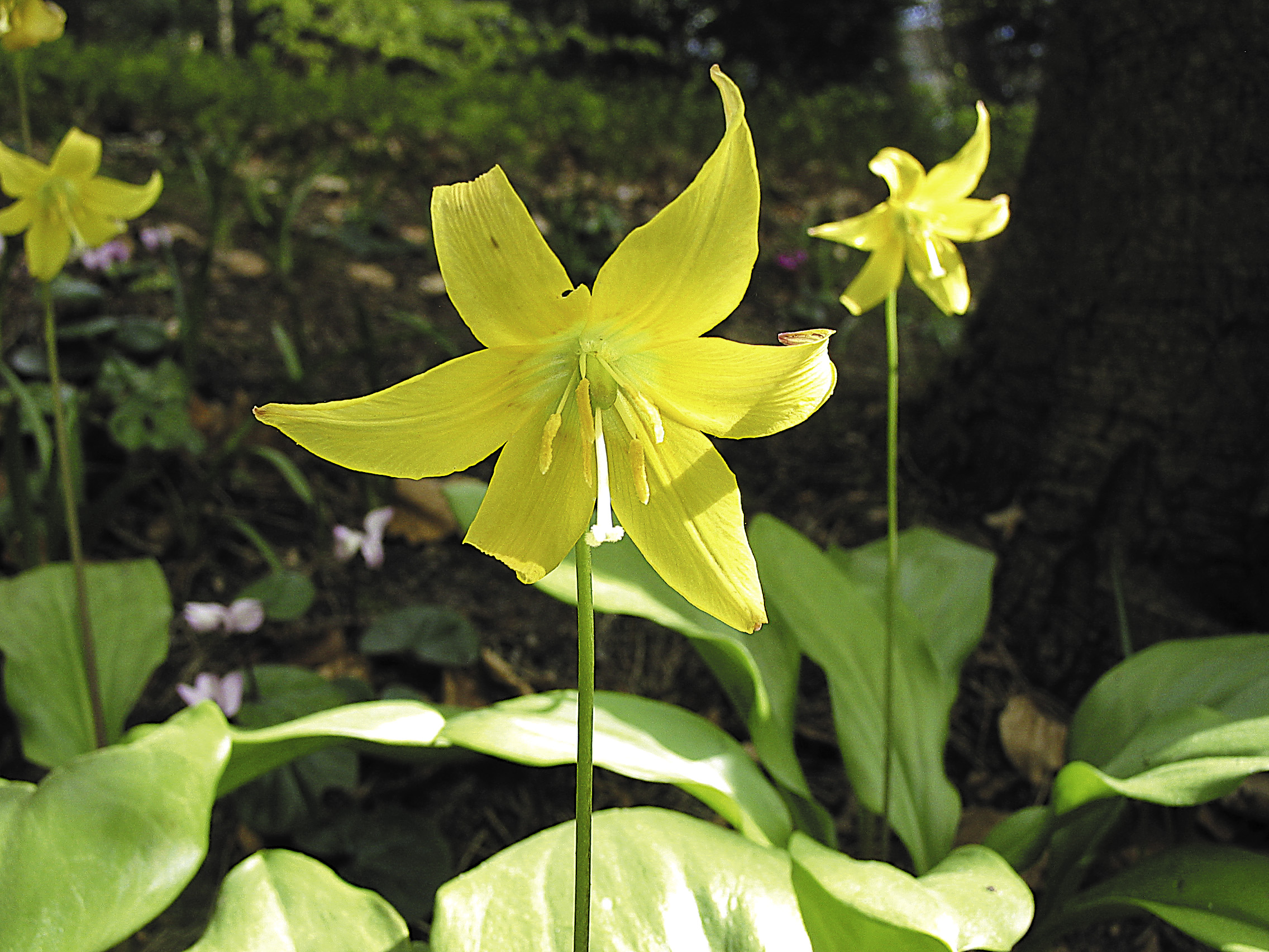 1864_erythronium_cultorum_pagoda_ZK_002.jpeg