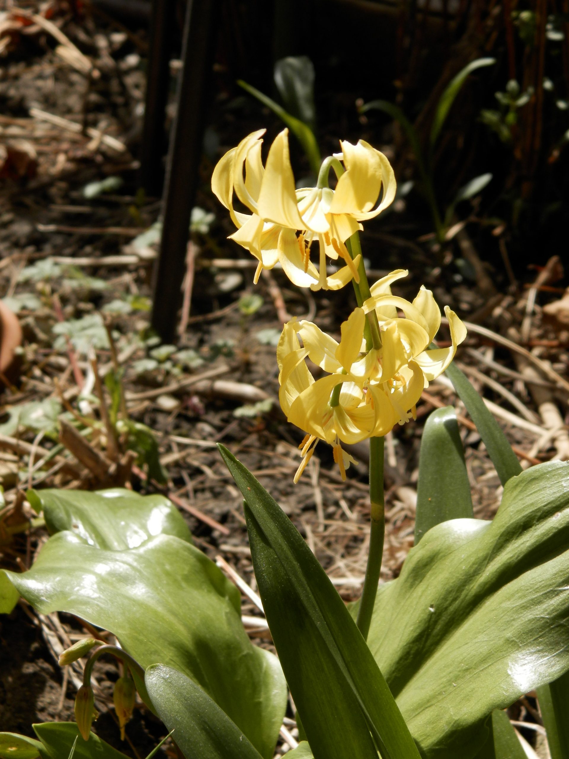 1865_erythronium_cultorum_pagoda_XS_003.jpeg