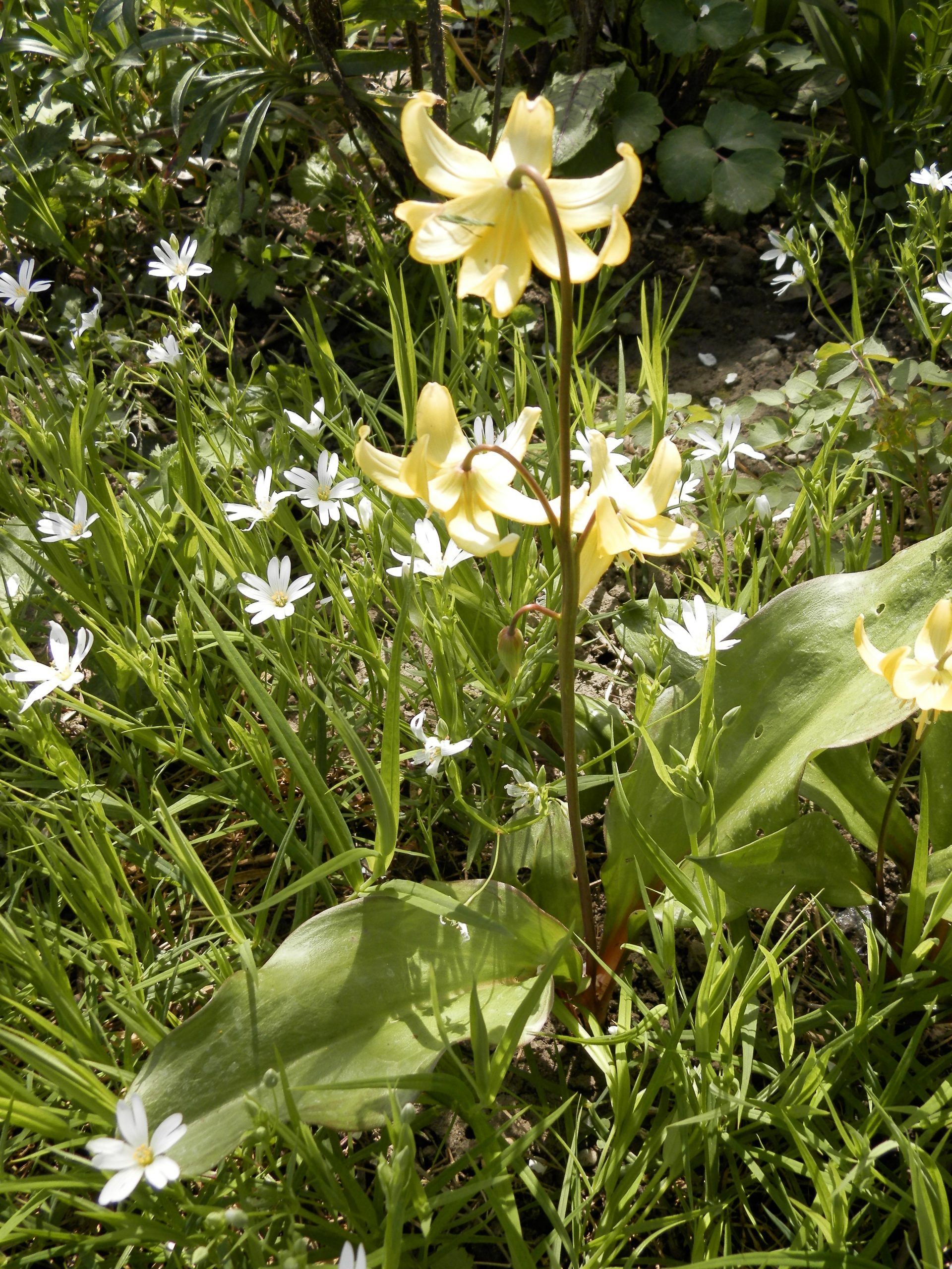 1867_erythronium_cultorum_pagoda_XS_005.jpeg