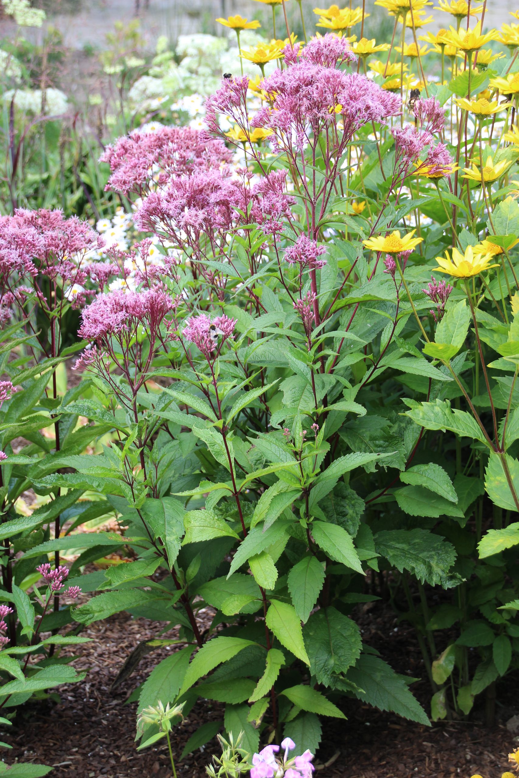 1876_eupatorium_fistulosum_humble_SS_001.jpeg