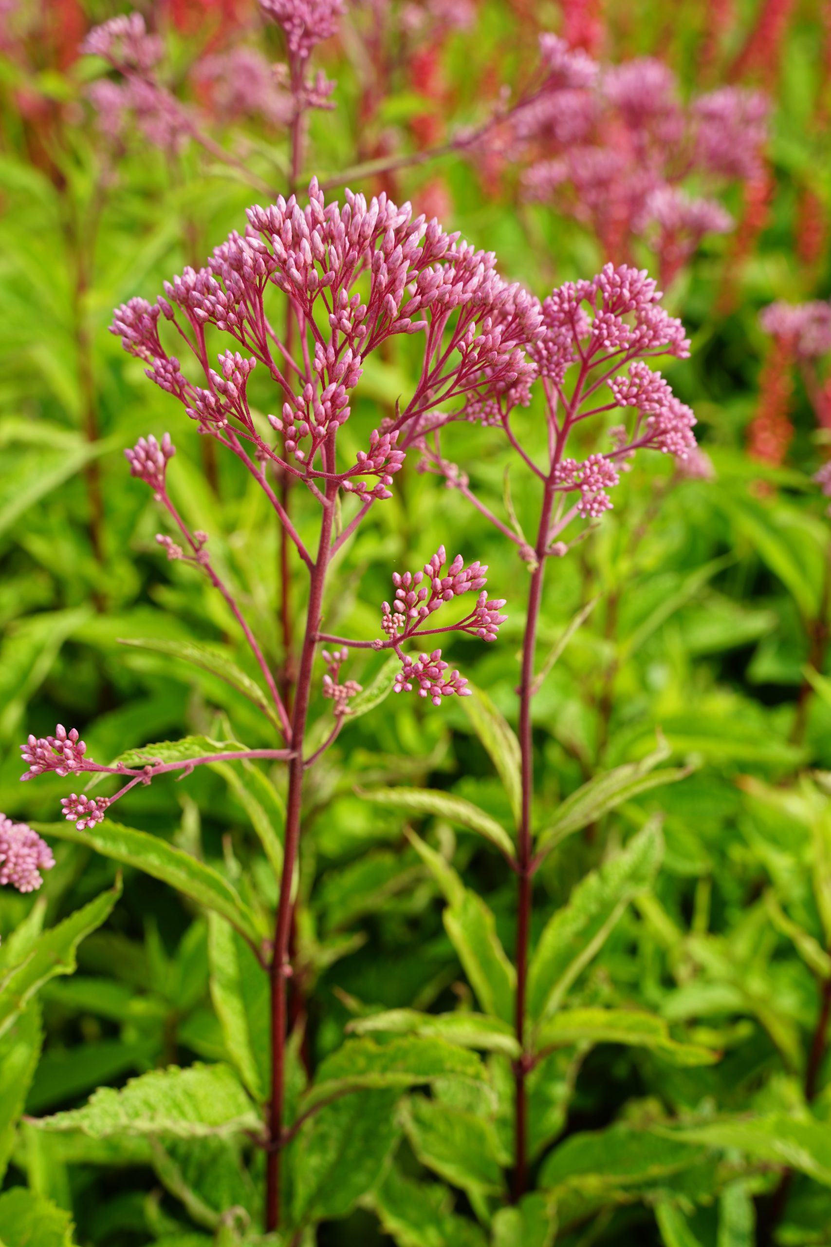 1877_eupatorium_fistulosum_humble_SS_002.jpeg