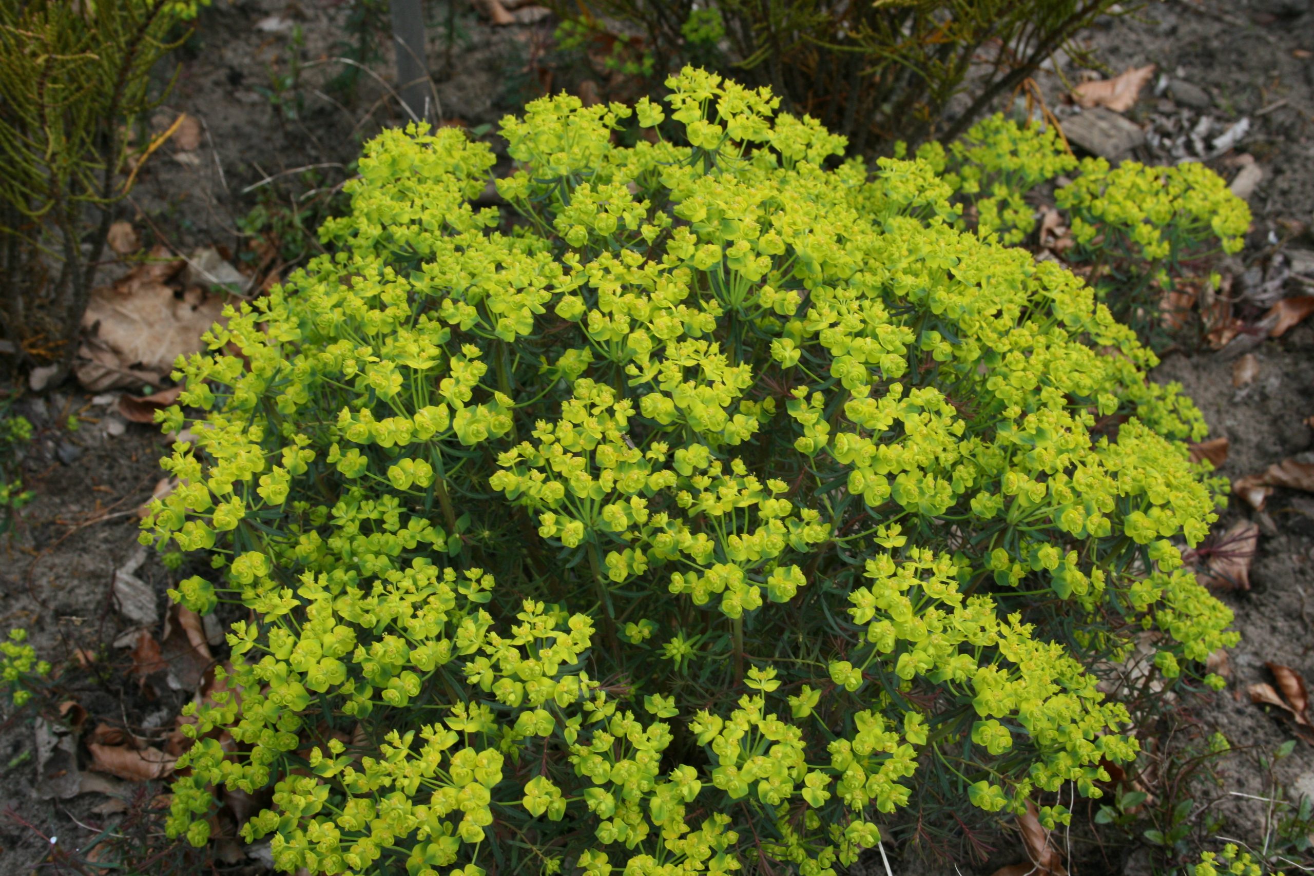 1897_euphorbia_cyparissias_fens_ruby_SS_001.jpeg
