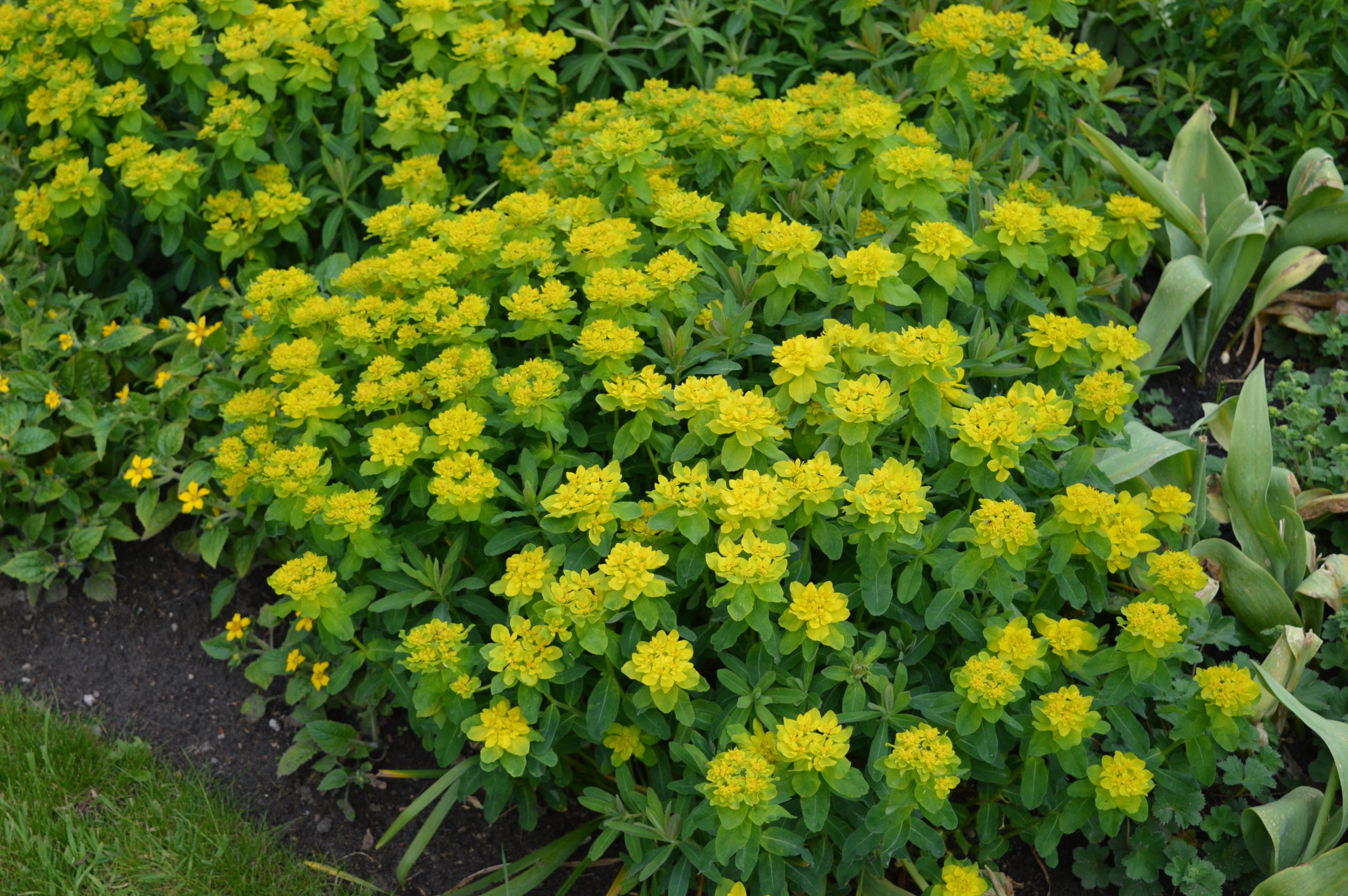1910_euphorbia_polychroma_SS_001.jpeg