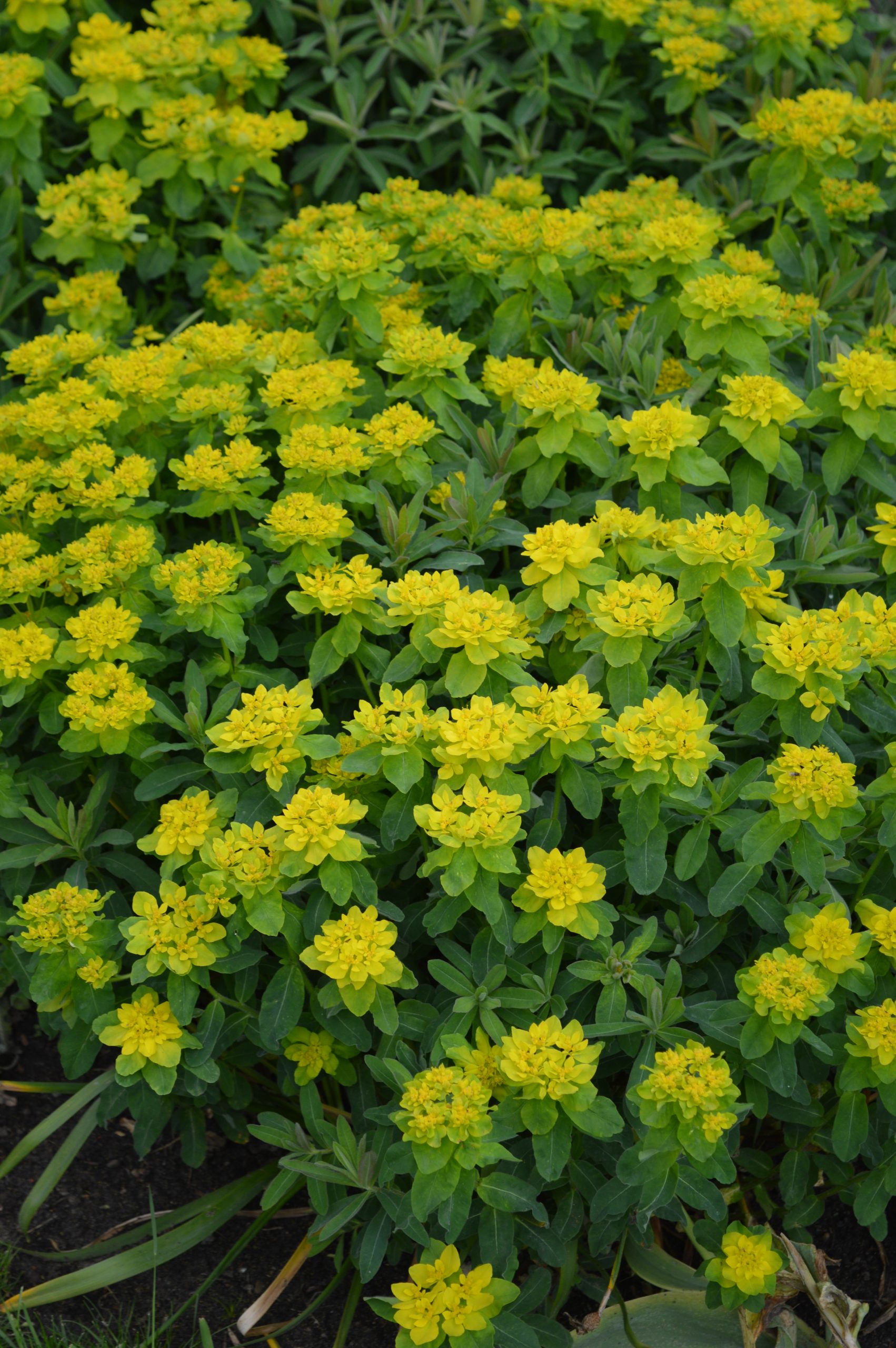 1911_euphorbia_polychroma_SS_002.jpeg