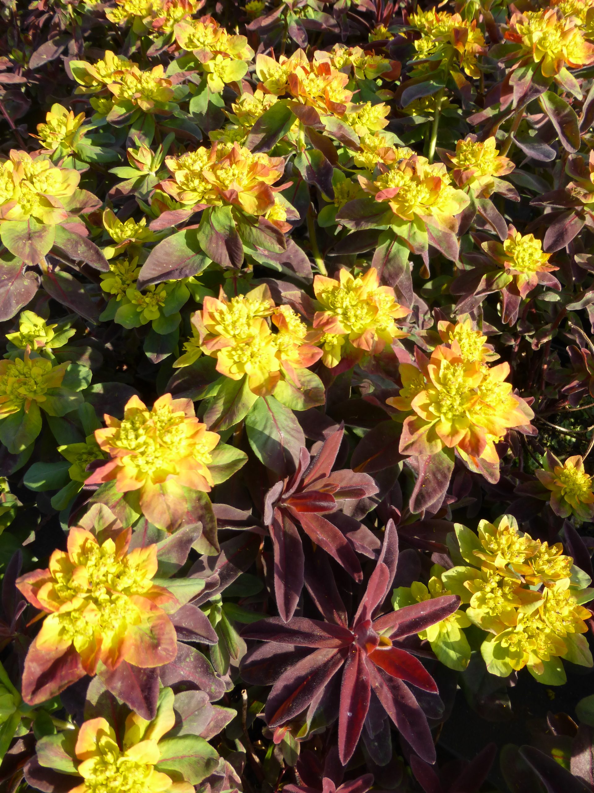 1913_euphorbia_polychroma_bonfire_SS_001.jpeg
