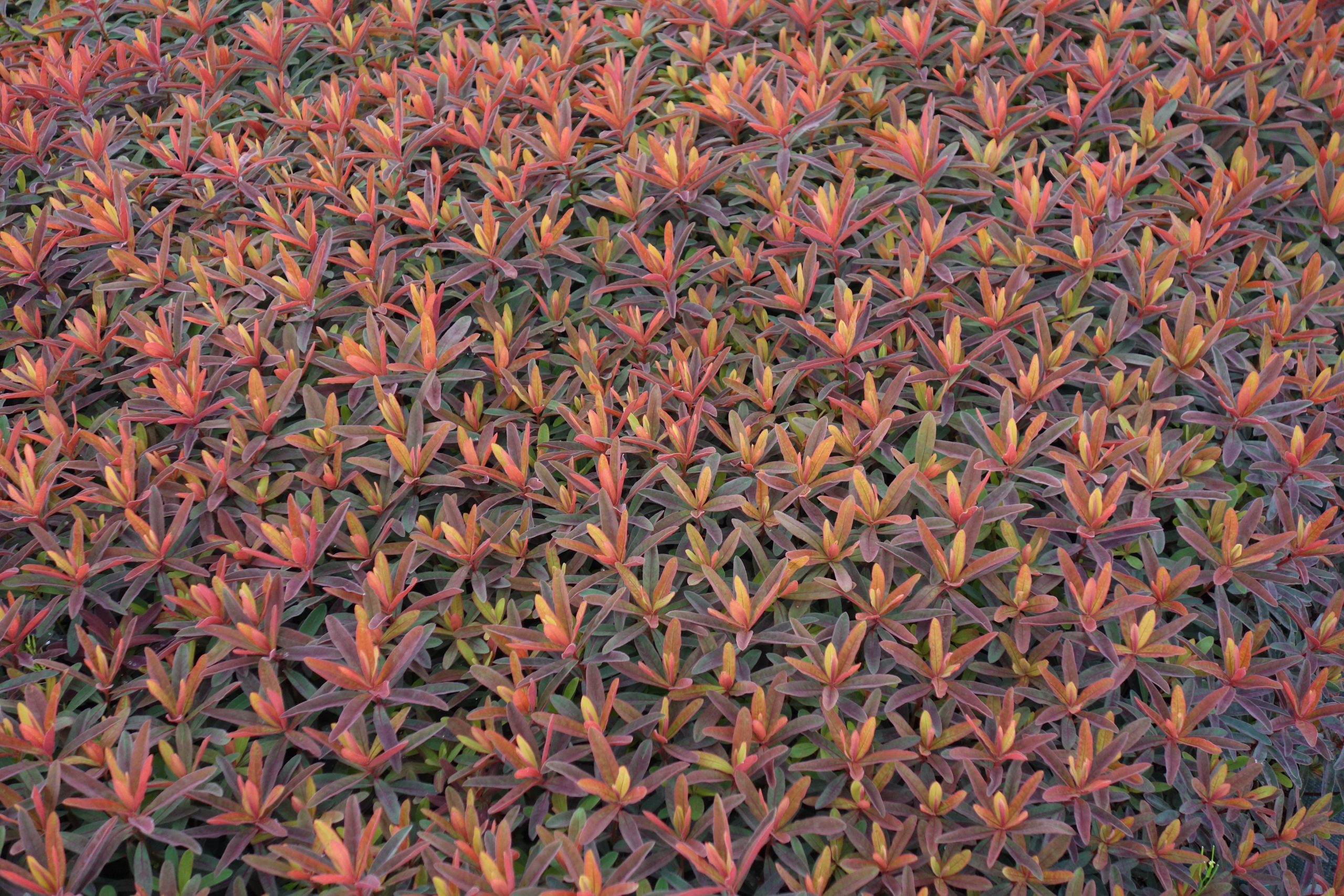 1917_euphorbia_polychroma_bonfire_SS_005.jpeg