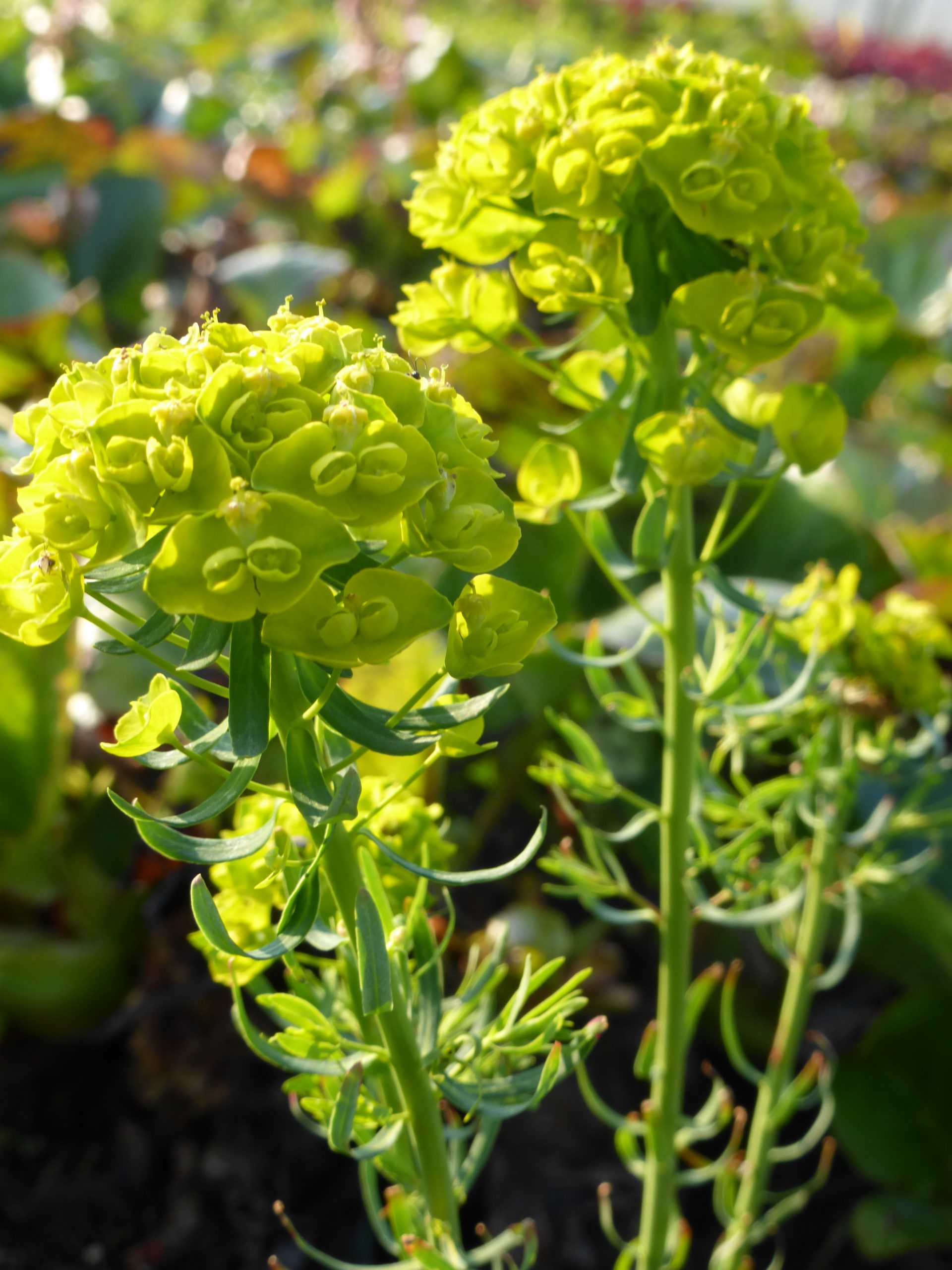 1921_euphorbia_gayeri_betten_SS_001.jpeg