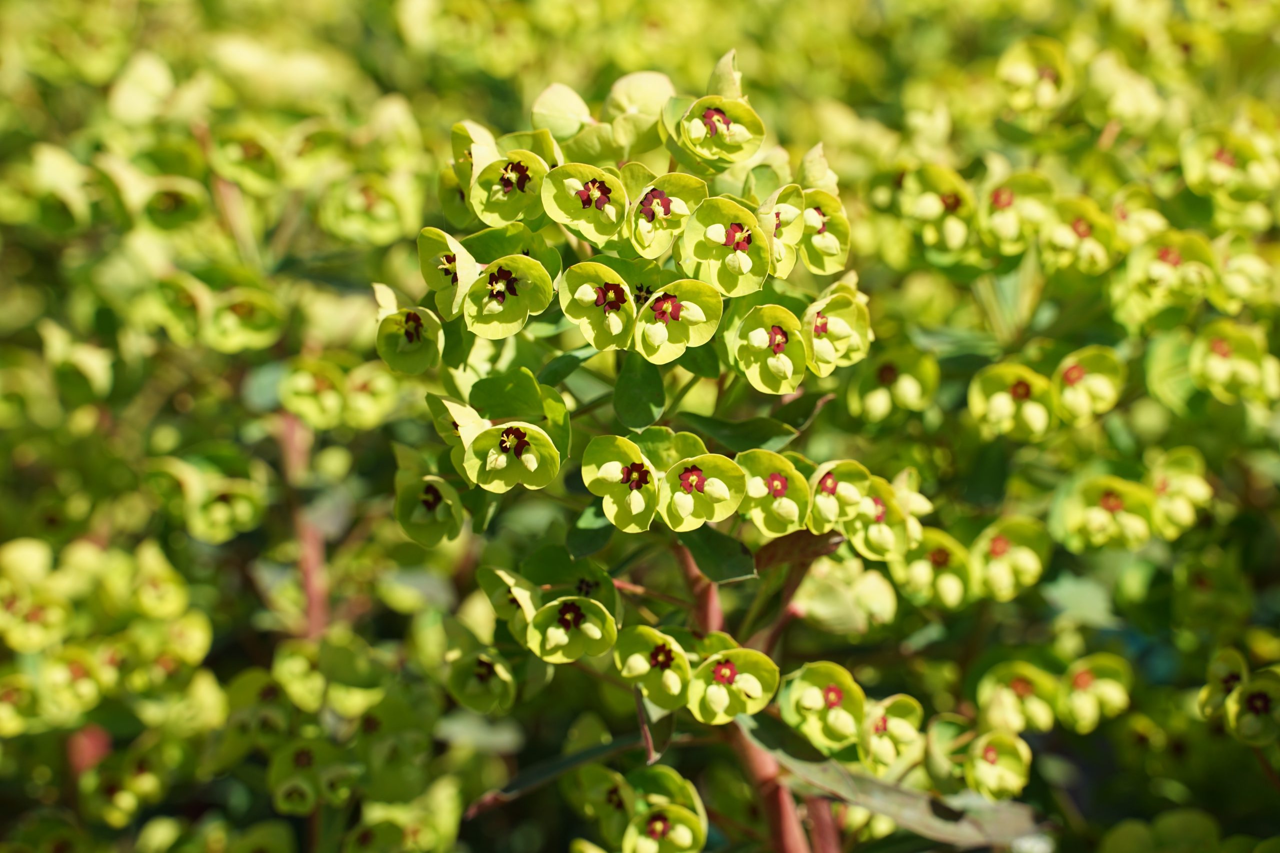 1923_euphorbia_martinii_SS_002.jpeg
