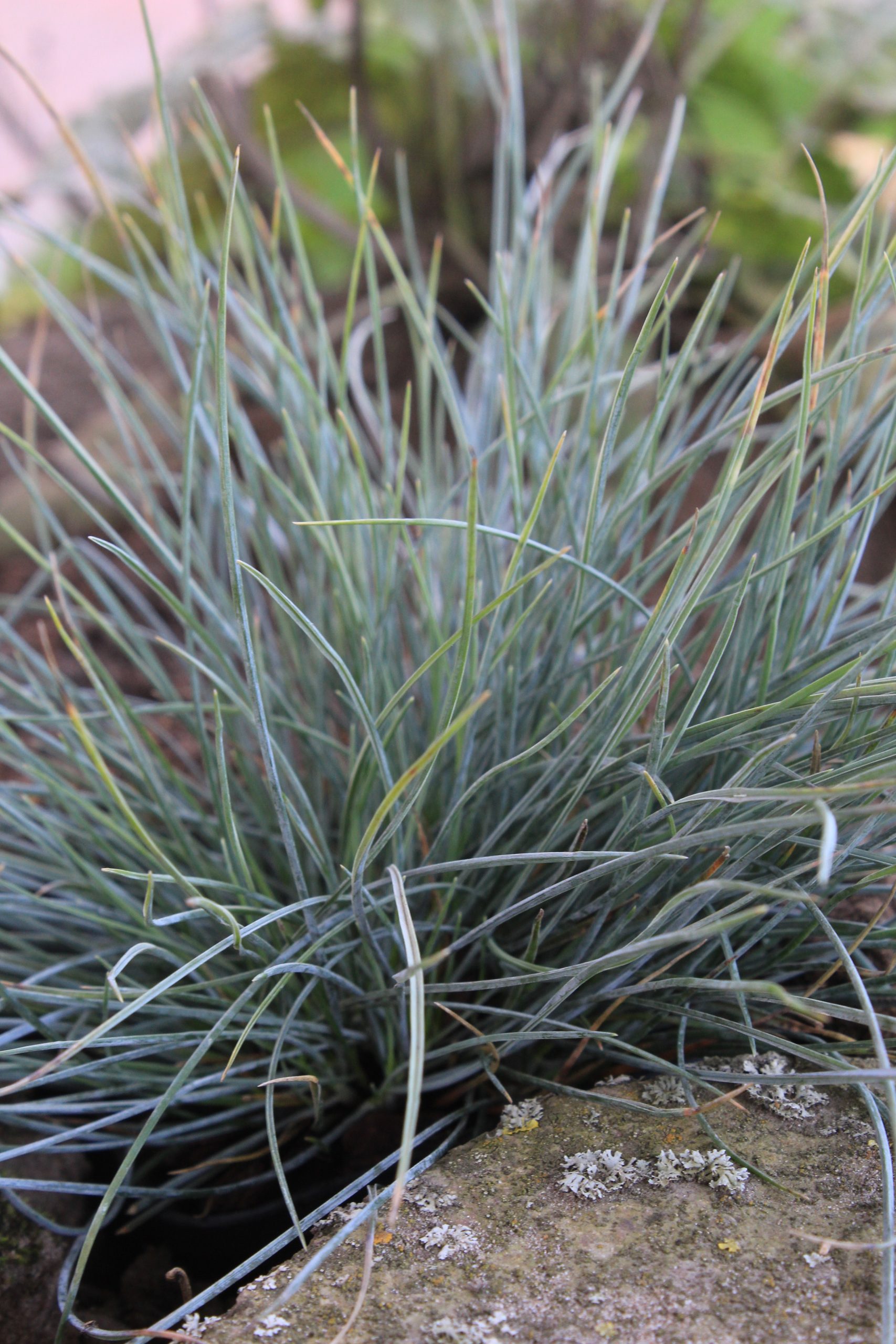 1926_festuca_cinerea_elijah_blue_SS_001.jpeg