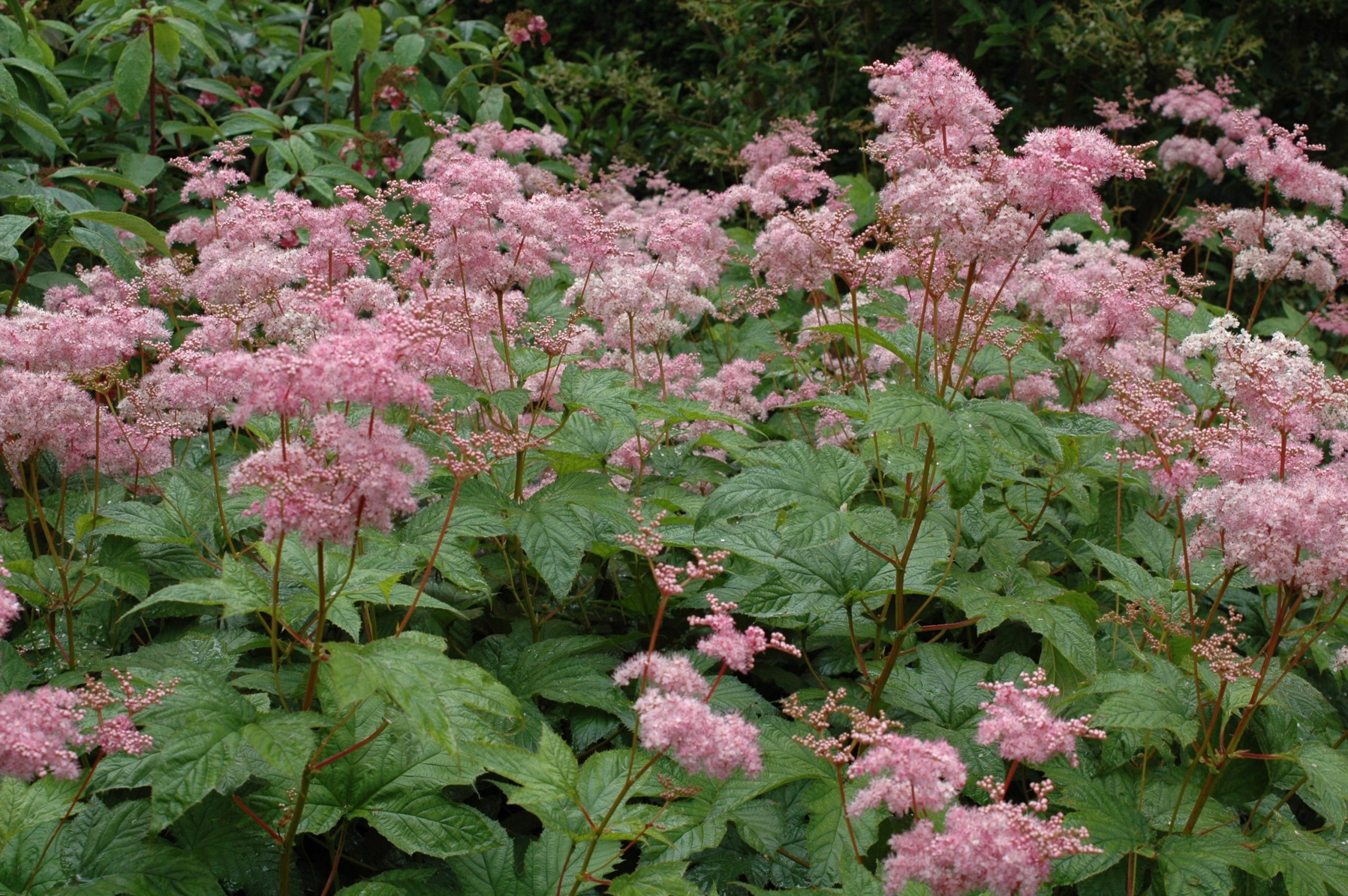 1947_filipendula_rubra_venusta_XS_001.jpeg