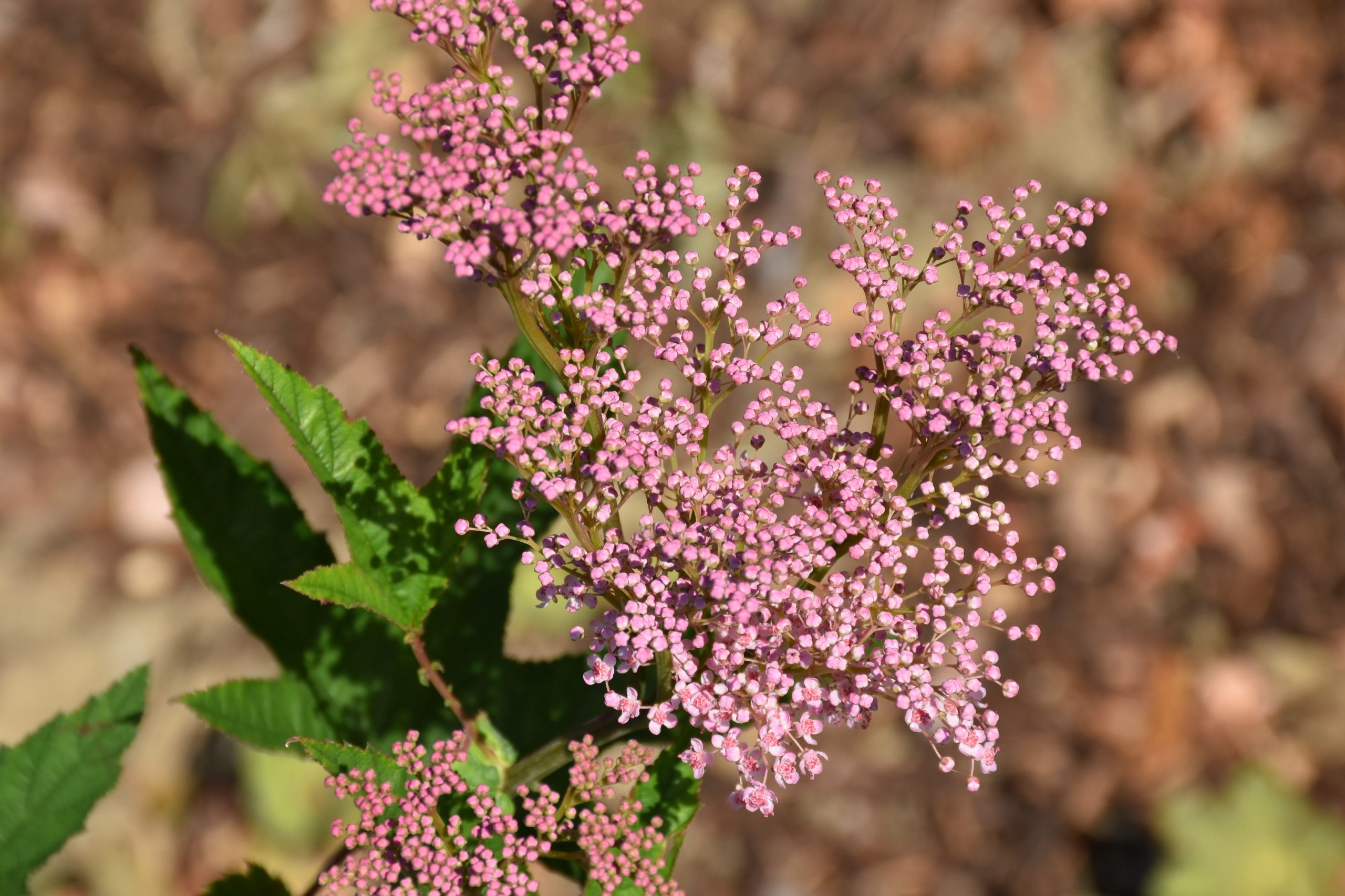 1948_filipendula_rubra_venusta_XS_002.jpeg