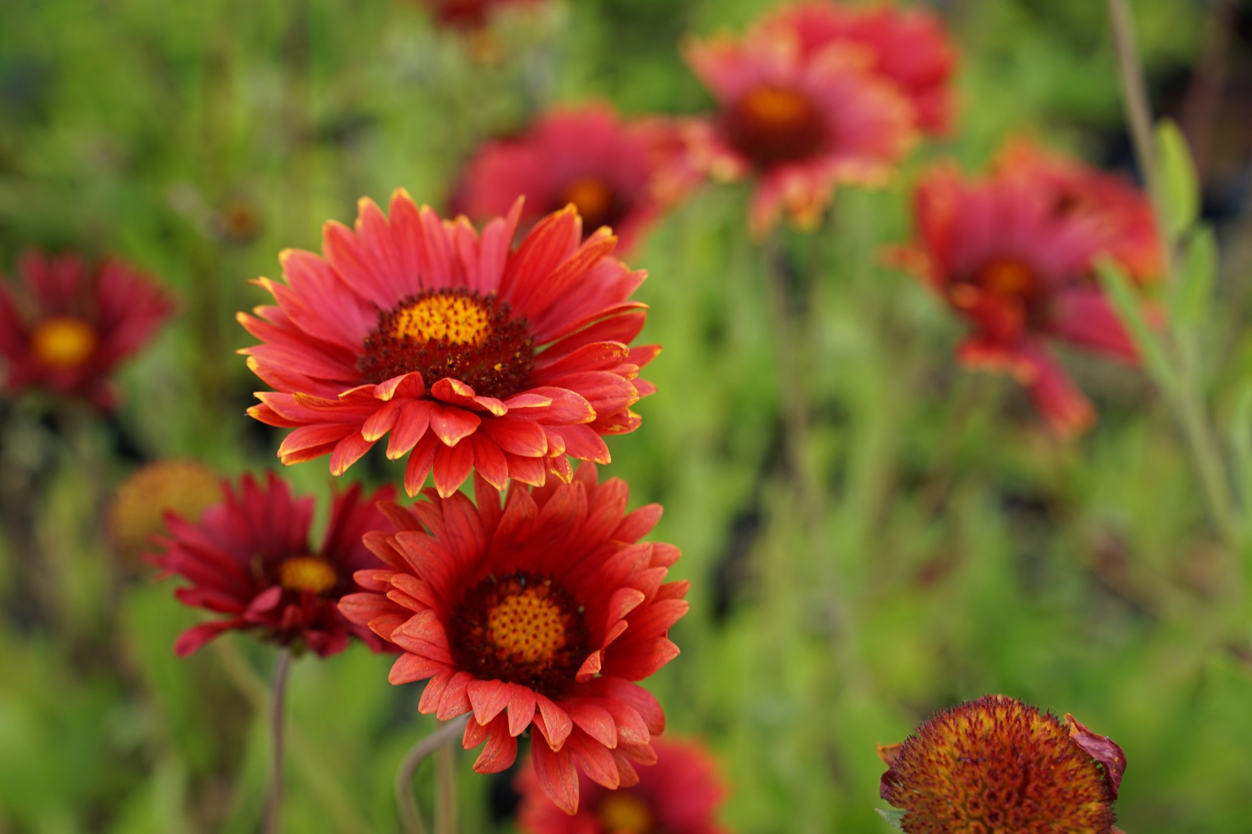 1977_gaillardia_grandiflora_burgunder_SS_002.jpeg