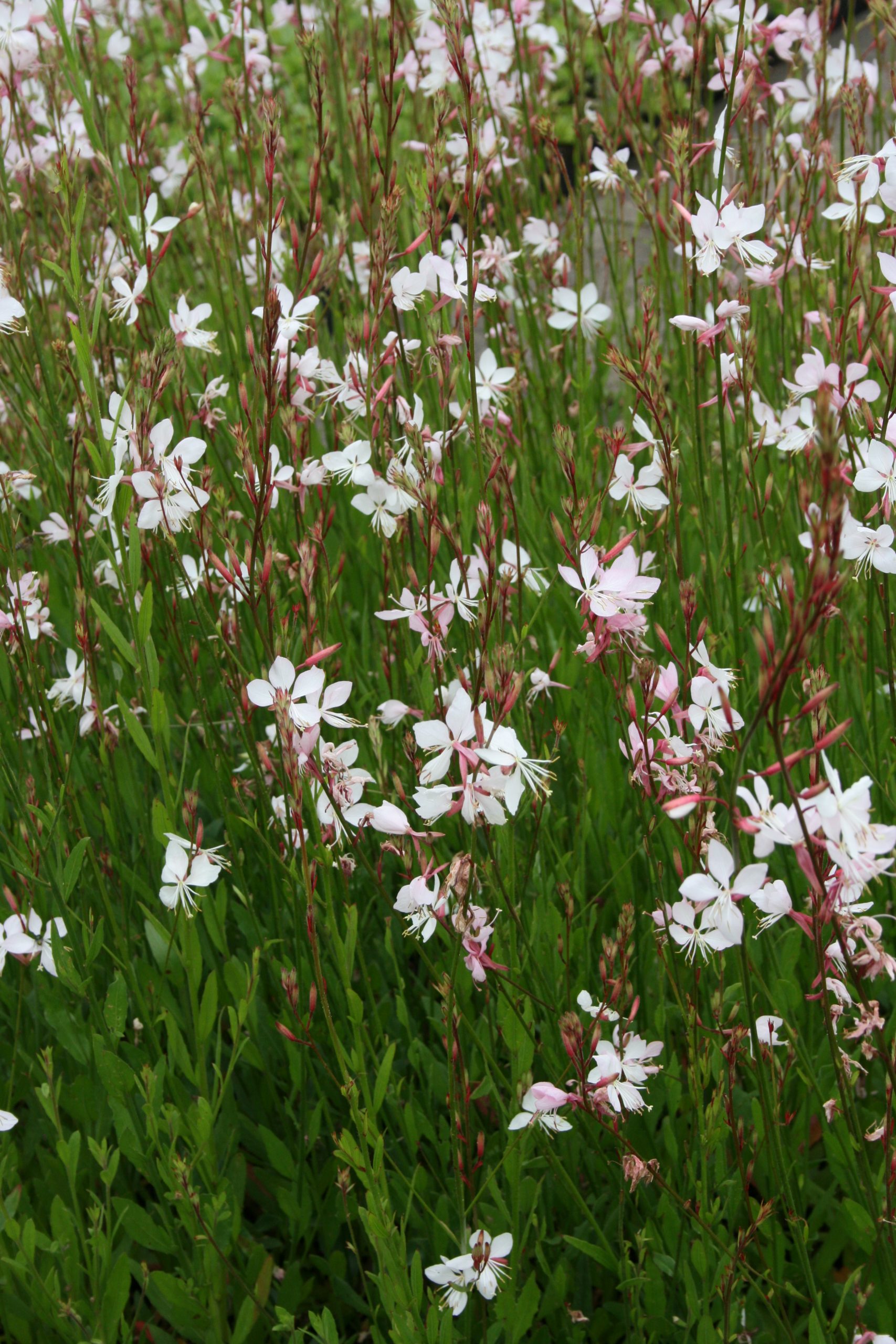 1987_gaura_lindheimeri_SS_001.jpeg