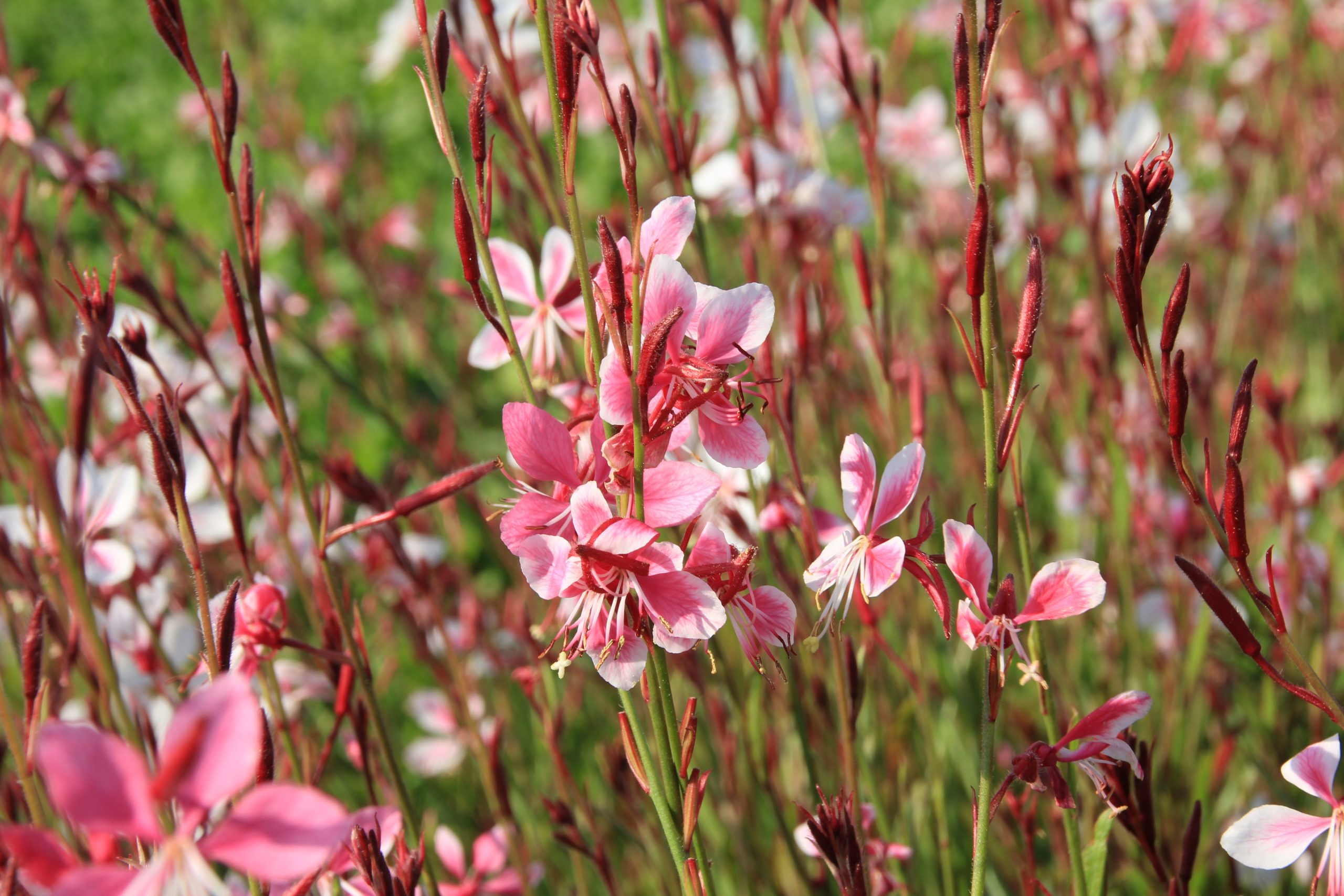 1990_gaura_lindheimeri_siskiyou_pink_SS_001.jpeg