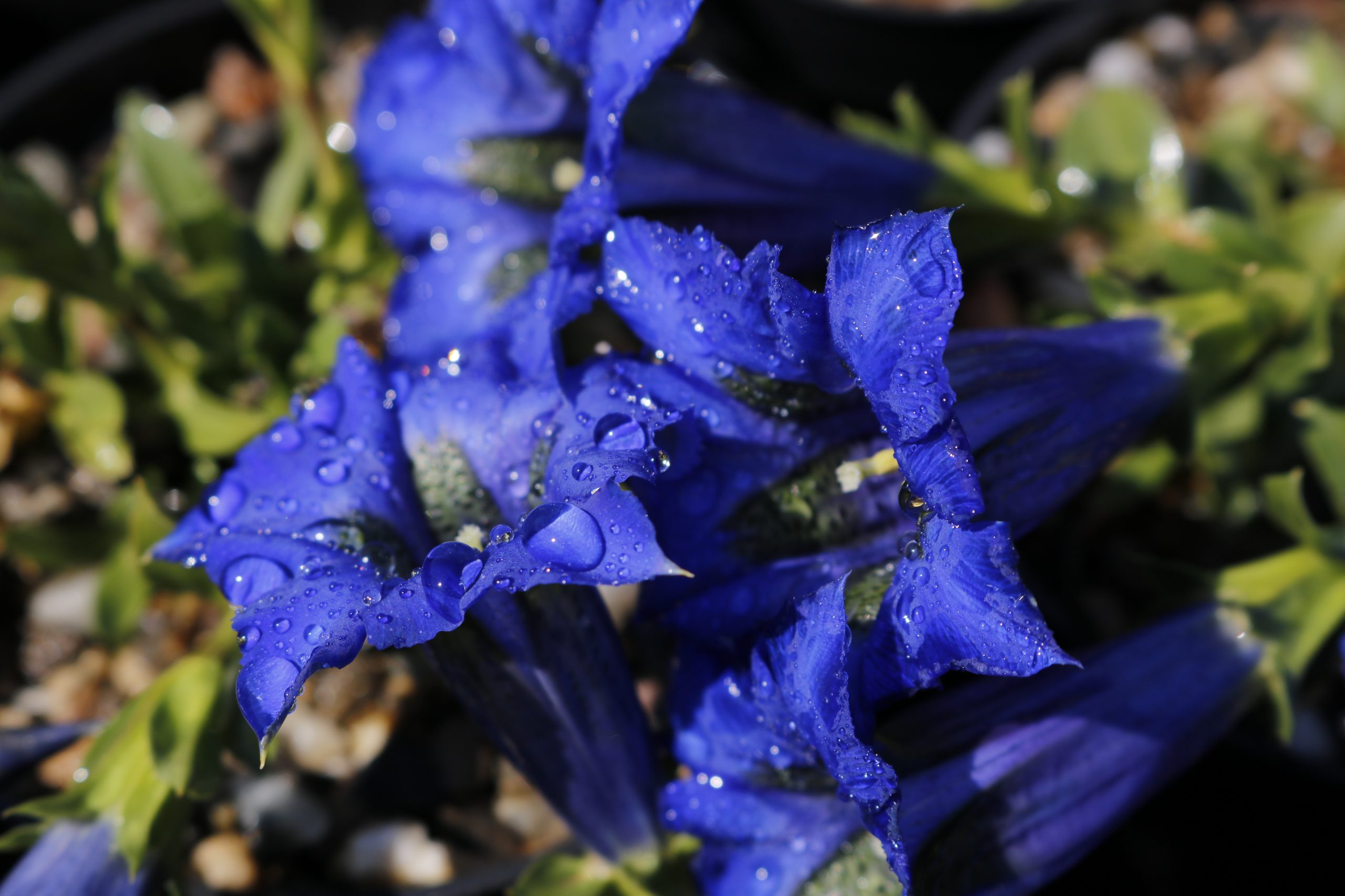 1997_gentiana_acaulis_XS_003.jpeg