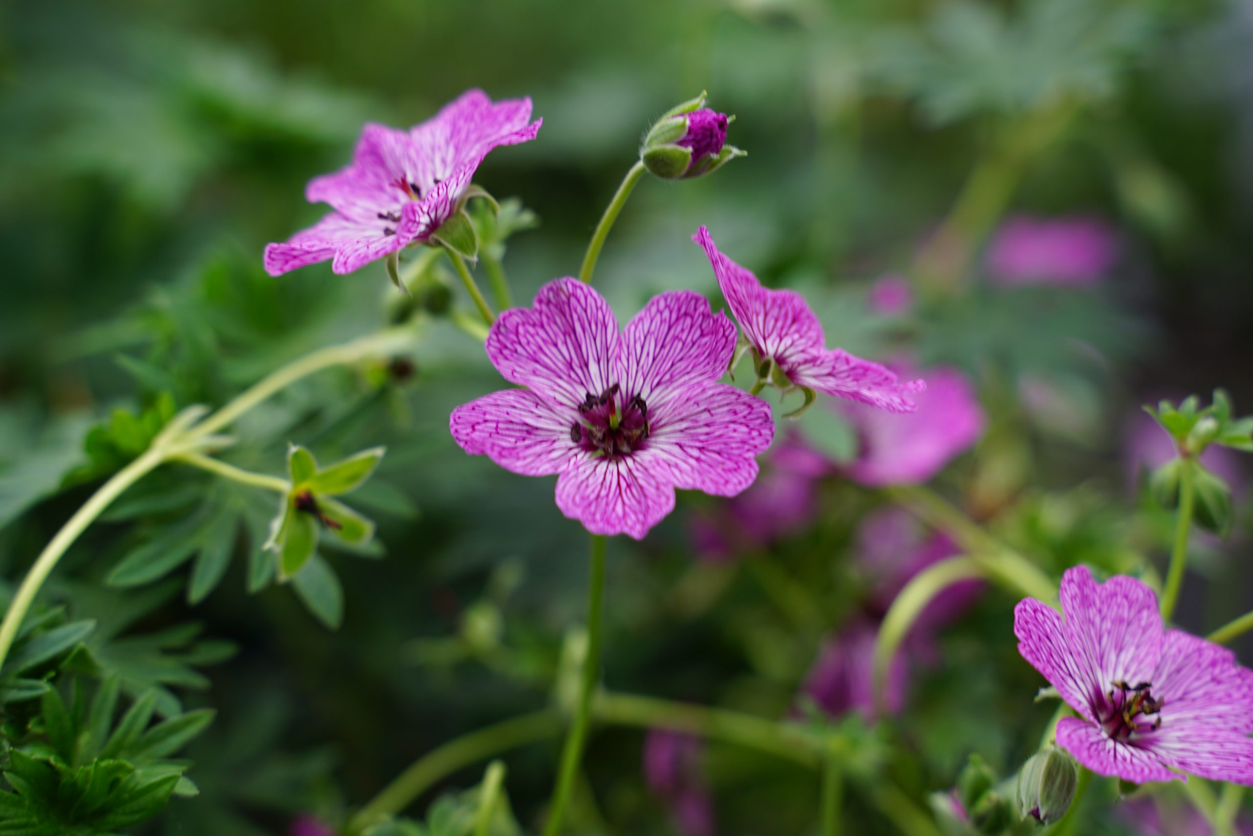 2001_geranium_cinereum_jolly_jewel_purple_SS_001.jpeg