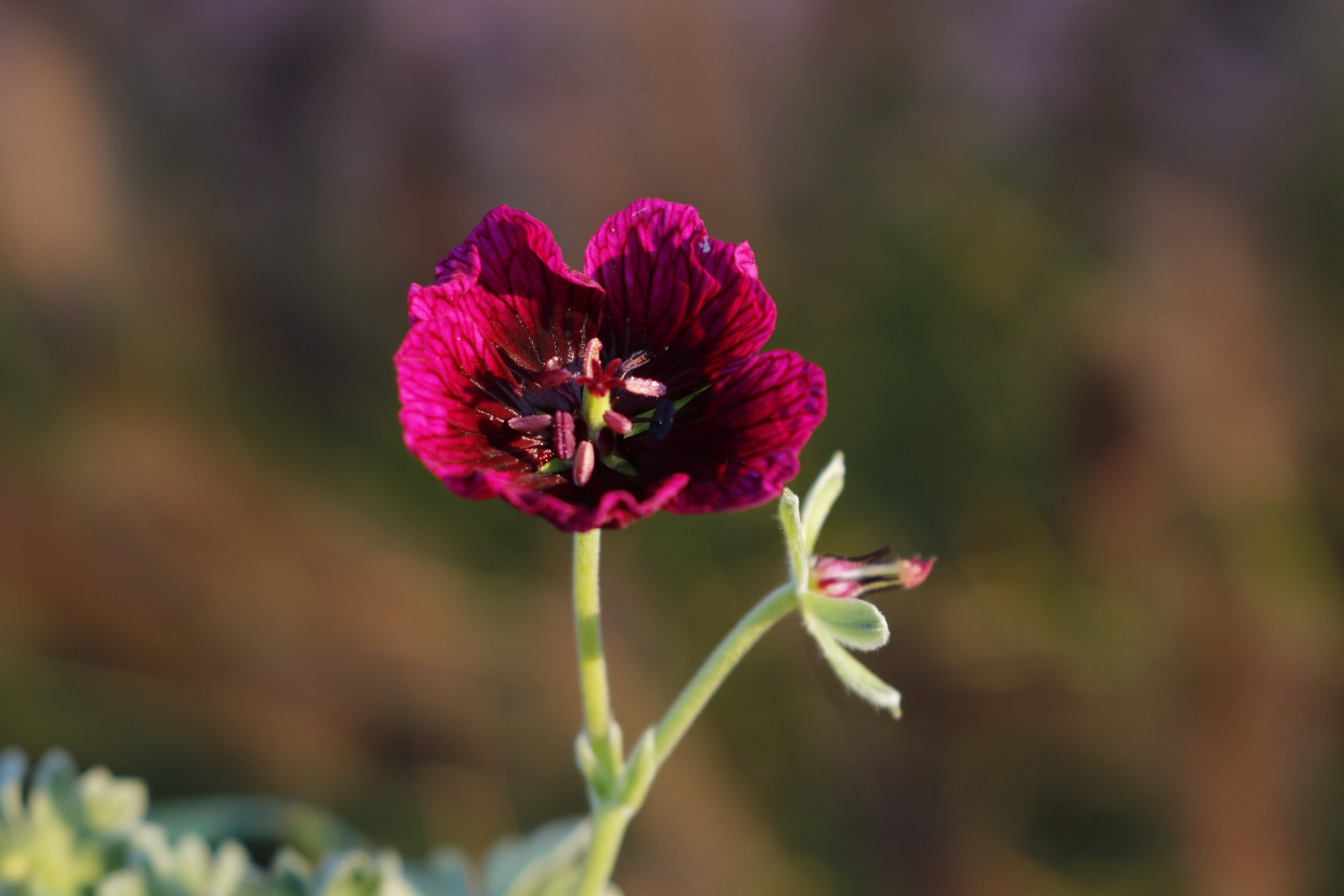 2003_geranium_cinereum_jolly_jewel_purple_XS_003.jpeg