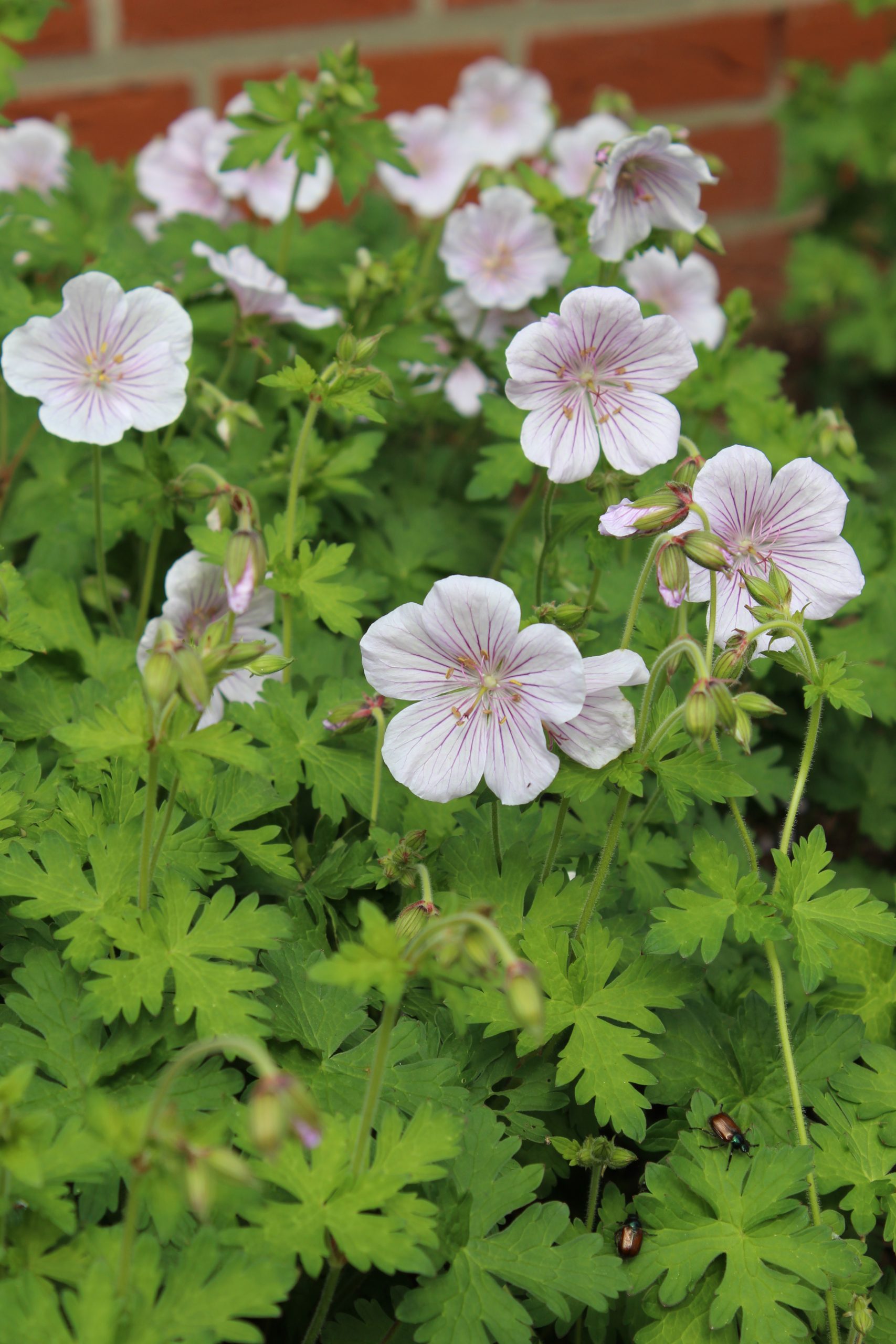 2019_geranium_himalayense_derrick_cook_SS_001.jpeg