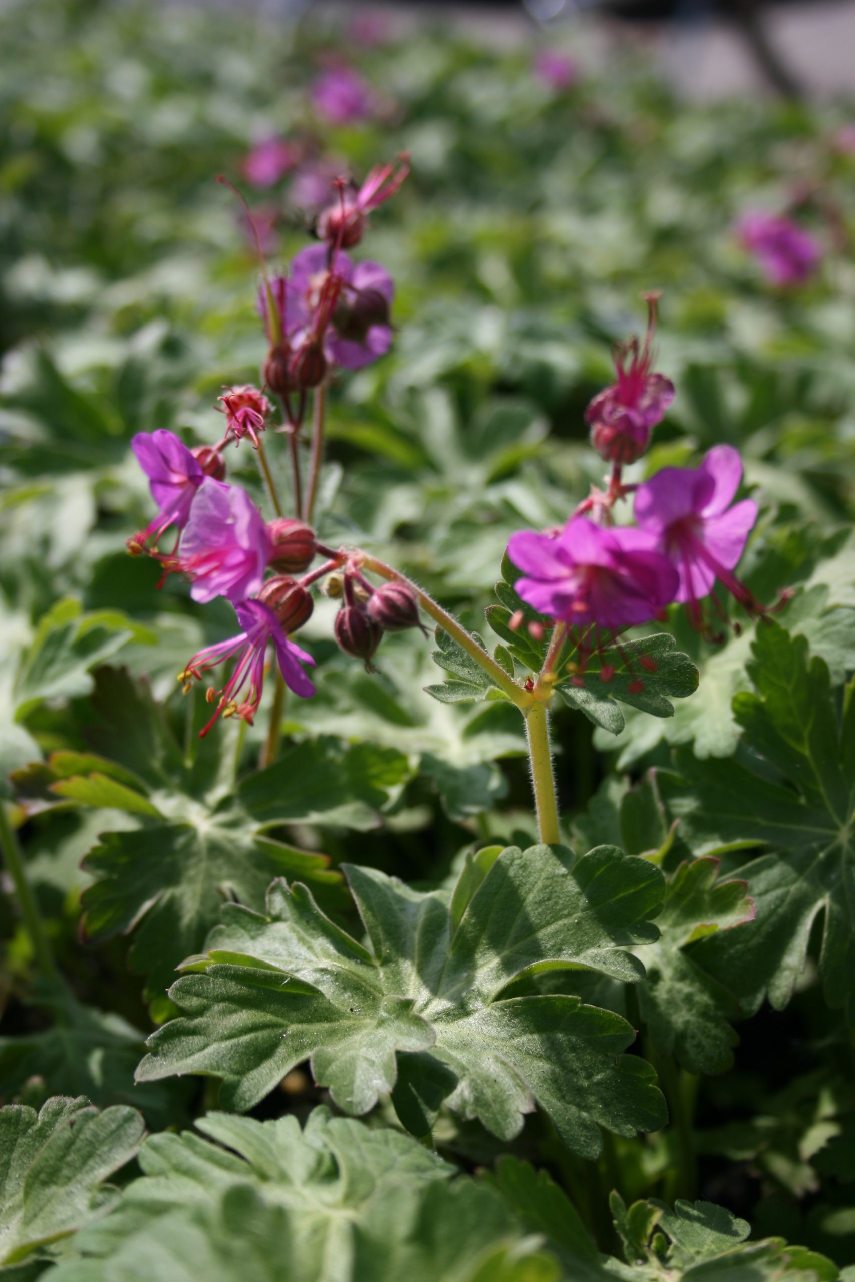 2033_geranium_macrorrhizum_bevan_SS_001.jpeg