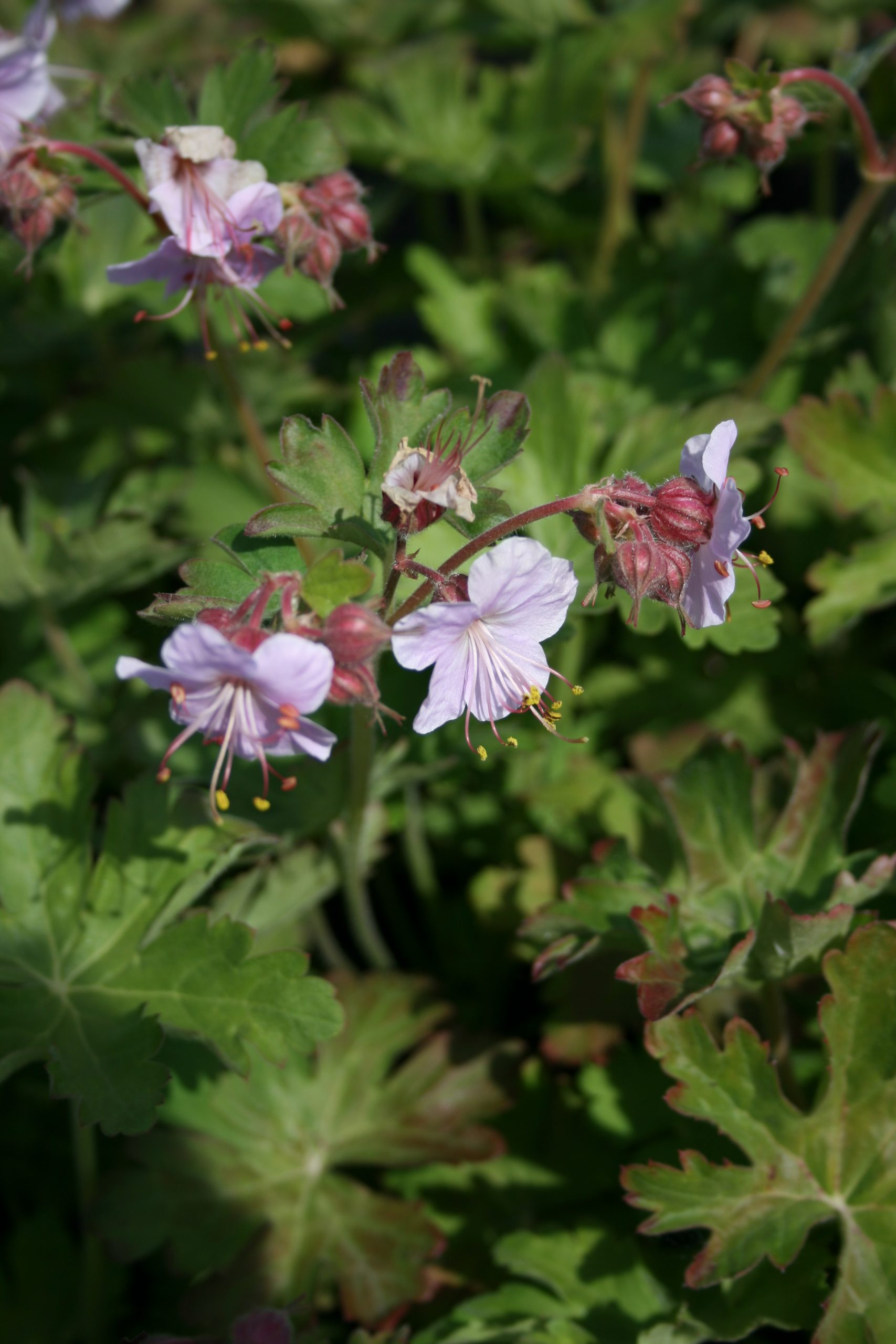 2035_geranium_macrorrhizum_ingwersen_SS_001.jpeg