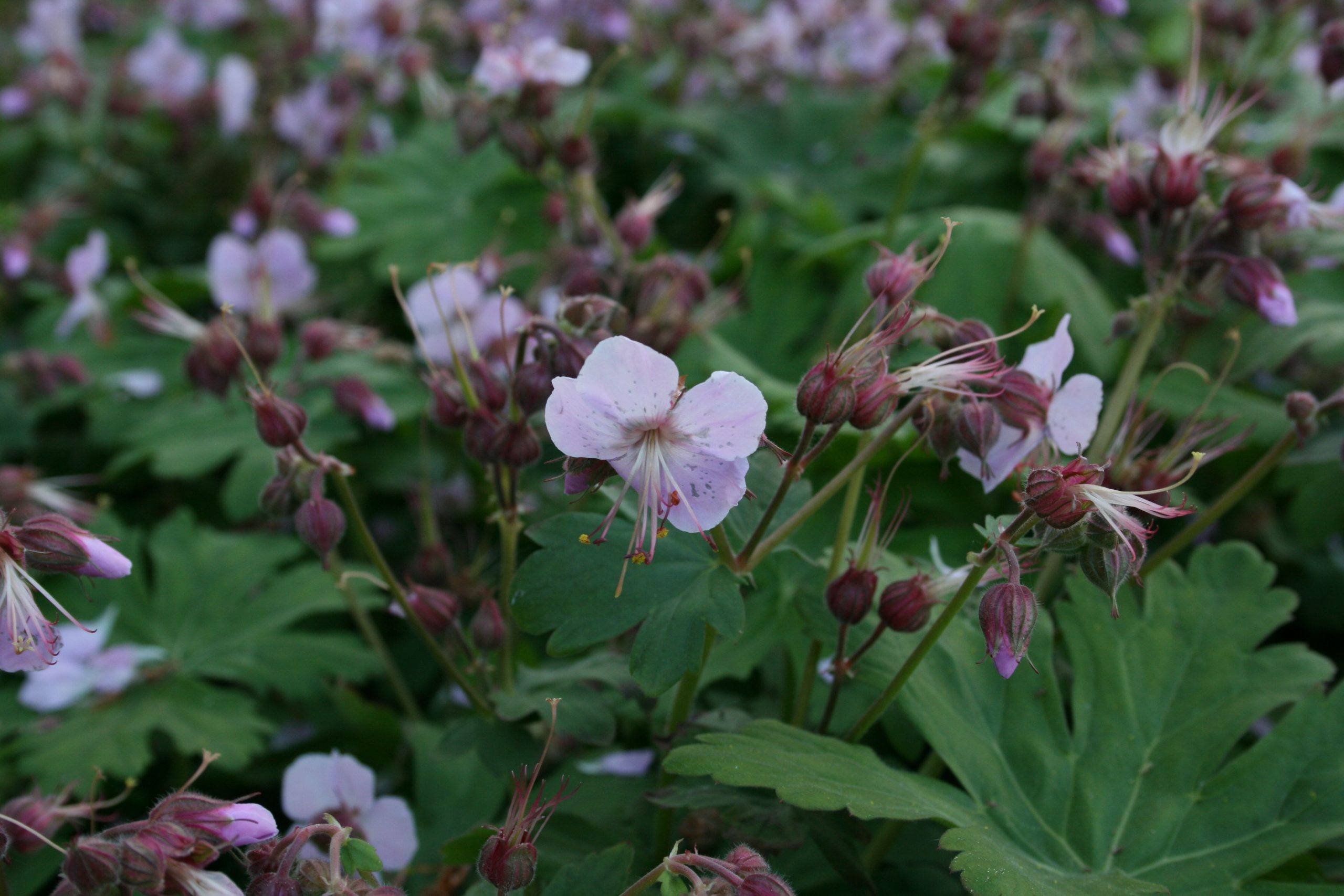 2036_geranium_macrorrhizum_ingwersen_SS_002.jpeg