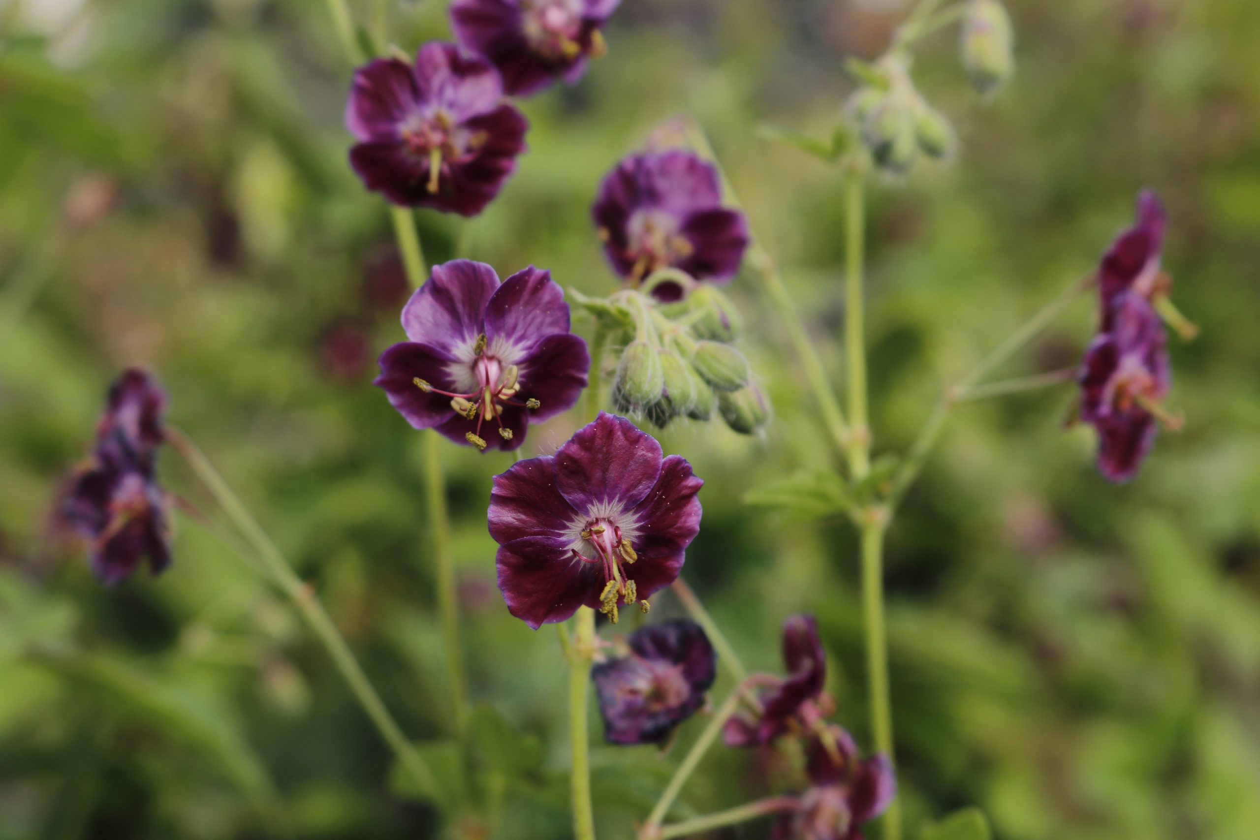 2067_geranium_phaeum_samobor_XS_002.jpeg