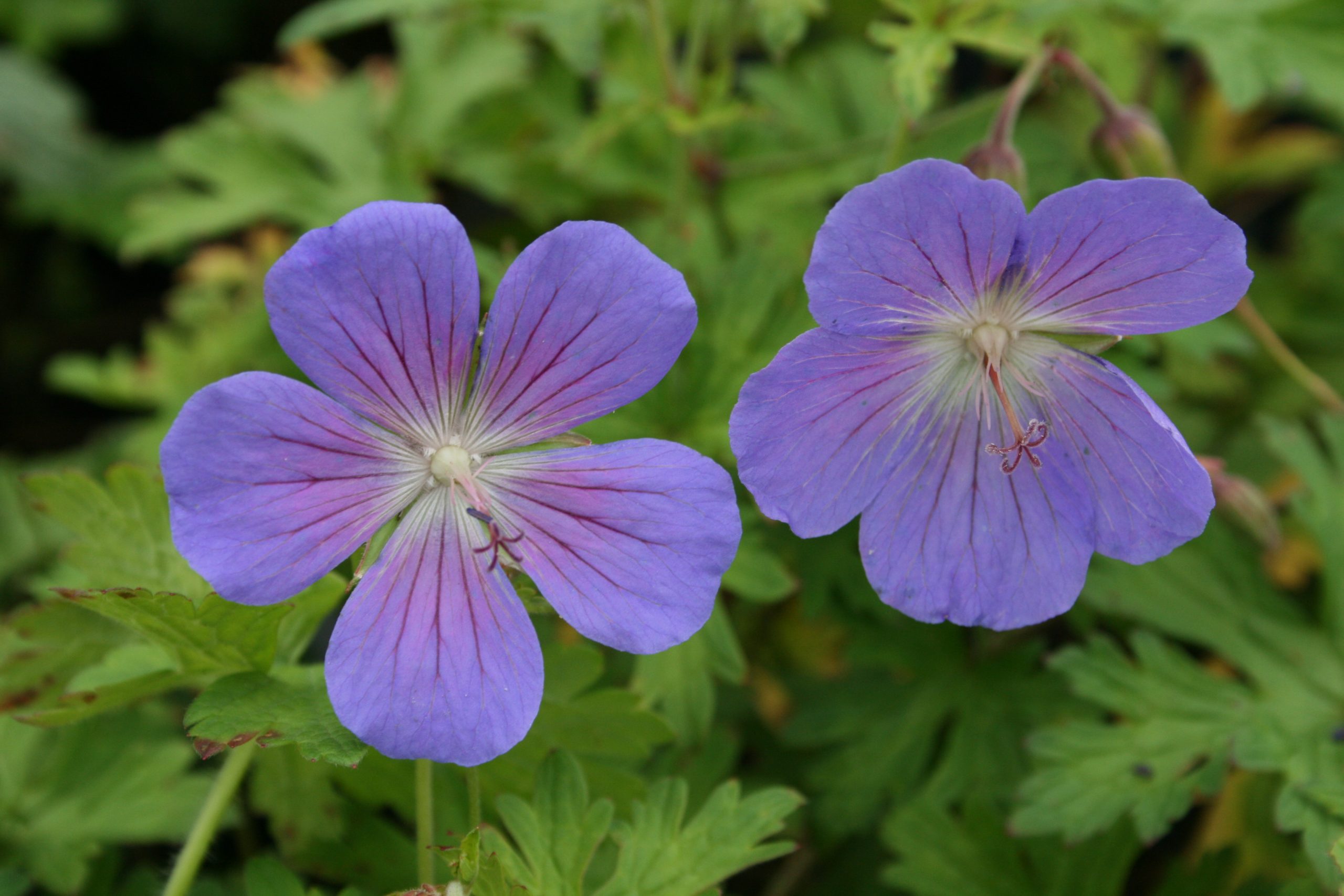 2073_geranium_pratense_johnsons_blue_SS_001.jpeg