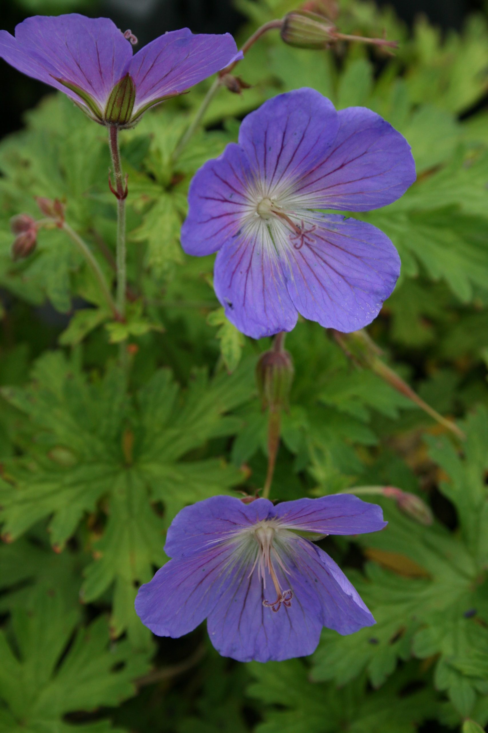 2074_geranium_pratense_johnsons_blue_SS_002.jpeg