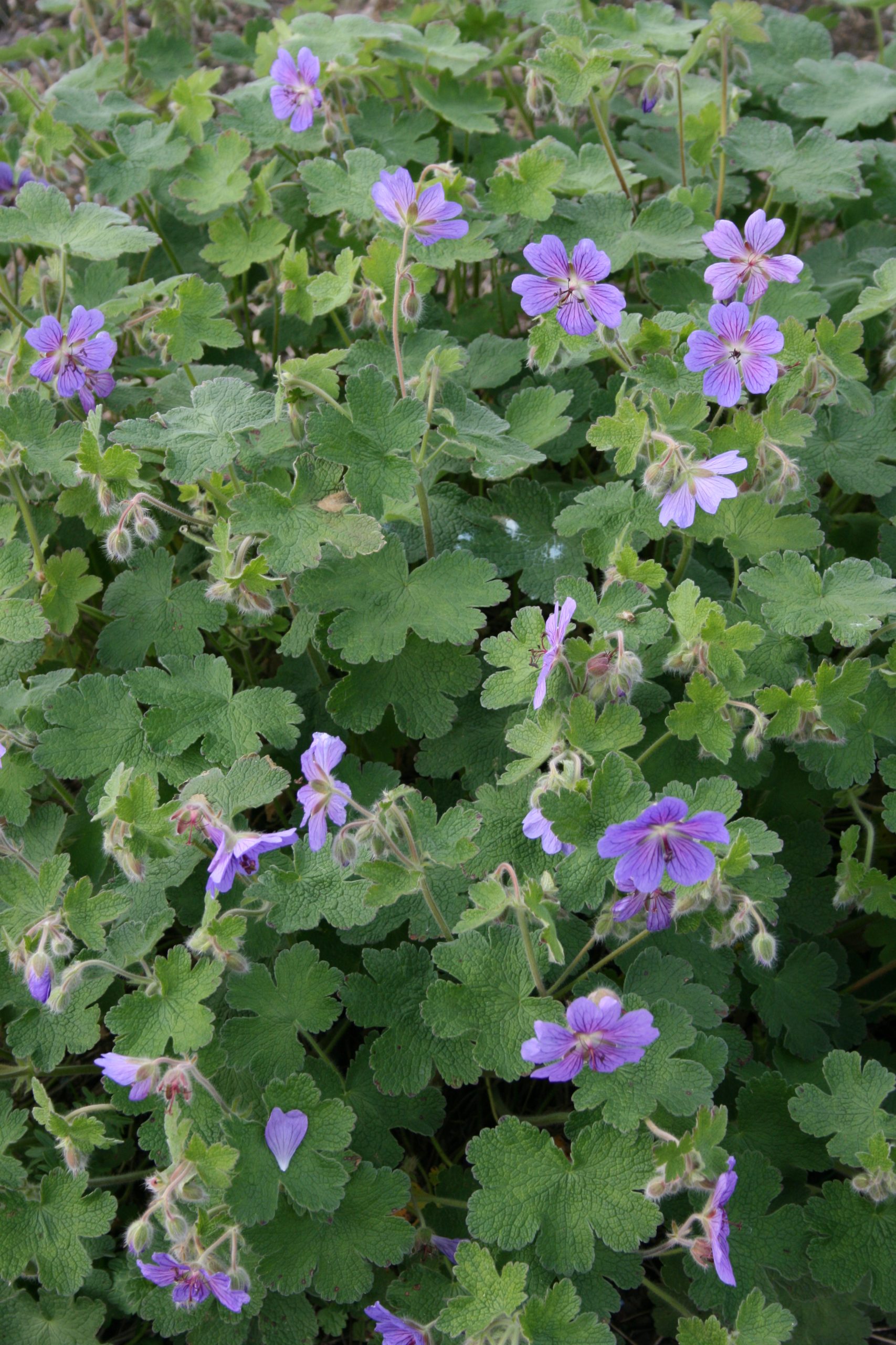 2096_geranium_renardii_terre_franche_SS_001.jpeg