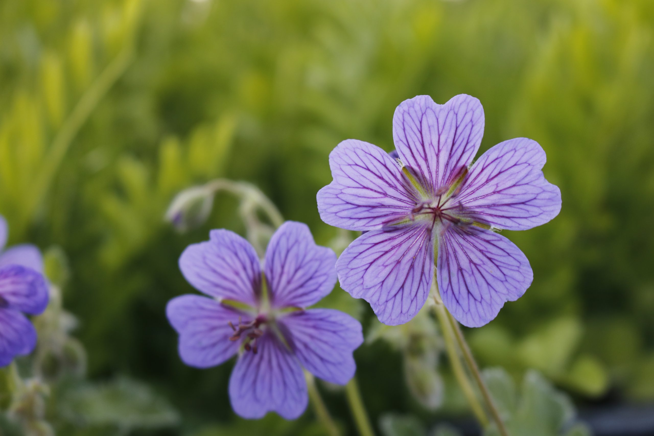 2098_geranium_renardii_terre_franche_XS_003.jpeg