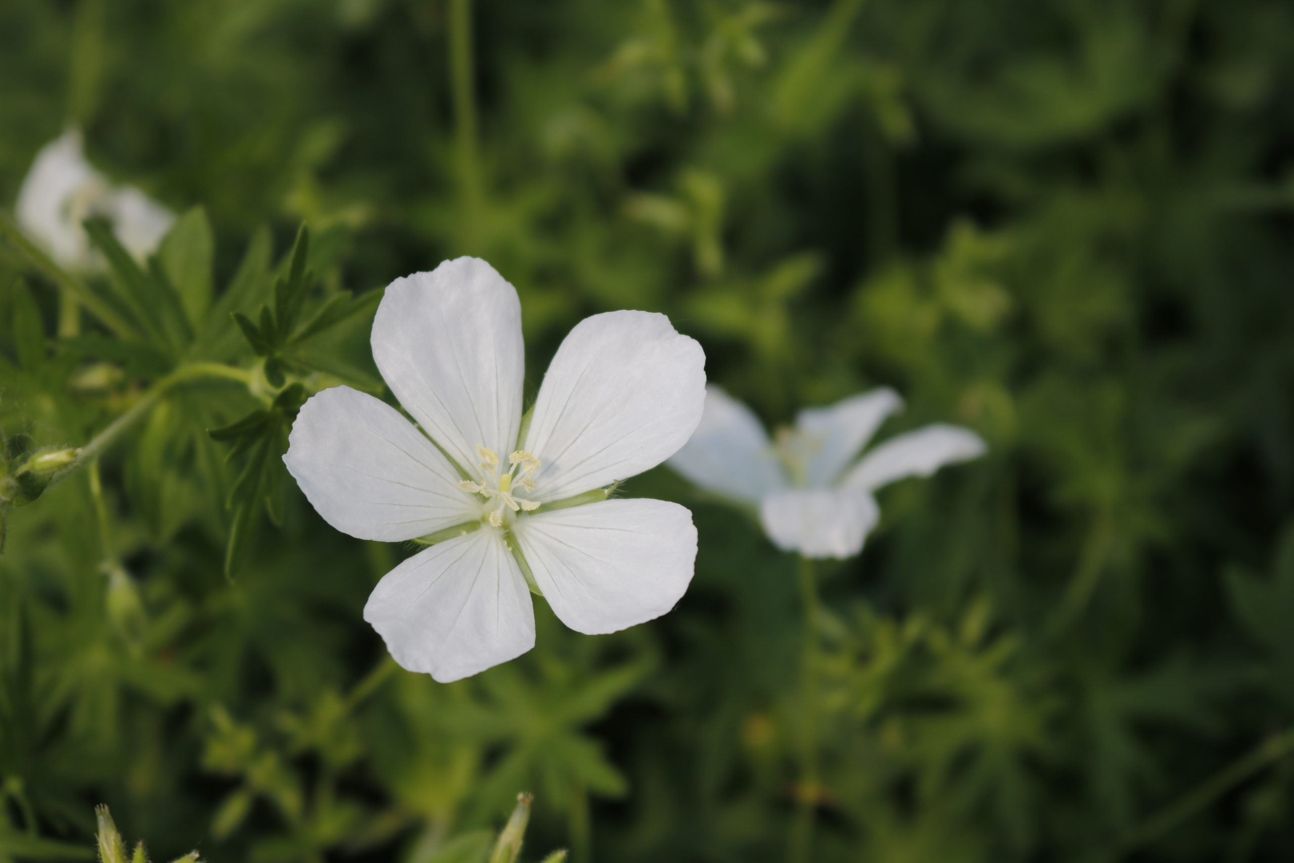 2102_geranium_sanguineum_album_XS_003.jpeg