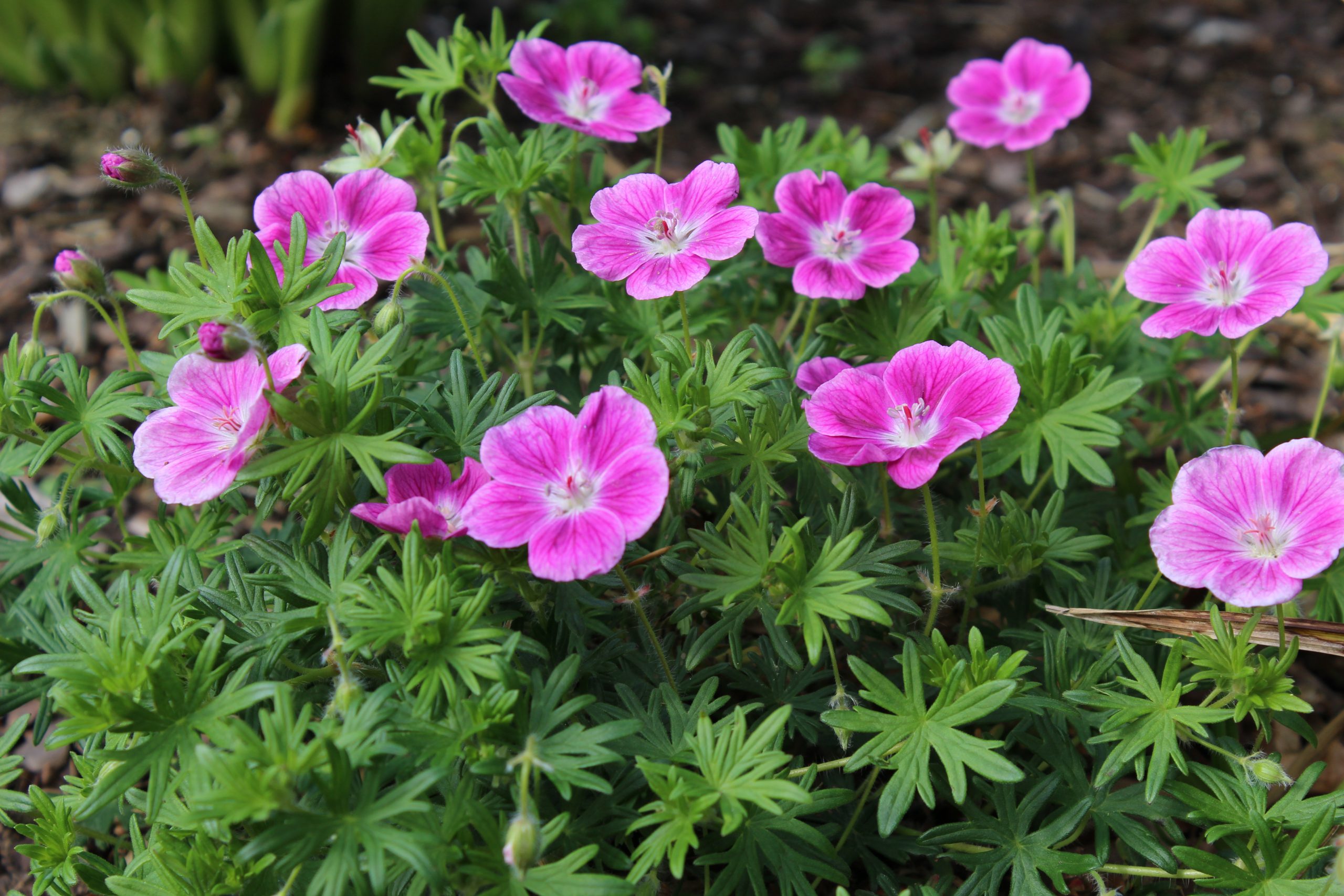 2105_geranium_sanguineum_elke_SS_001.jpeg