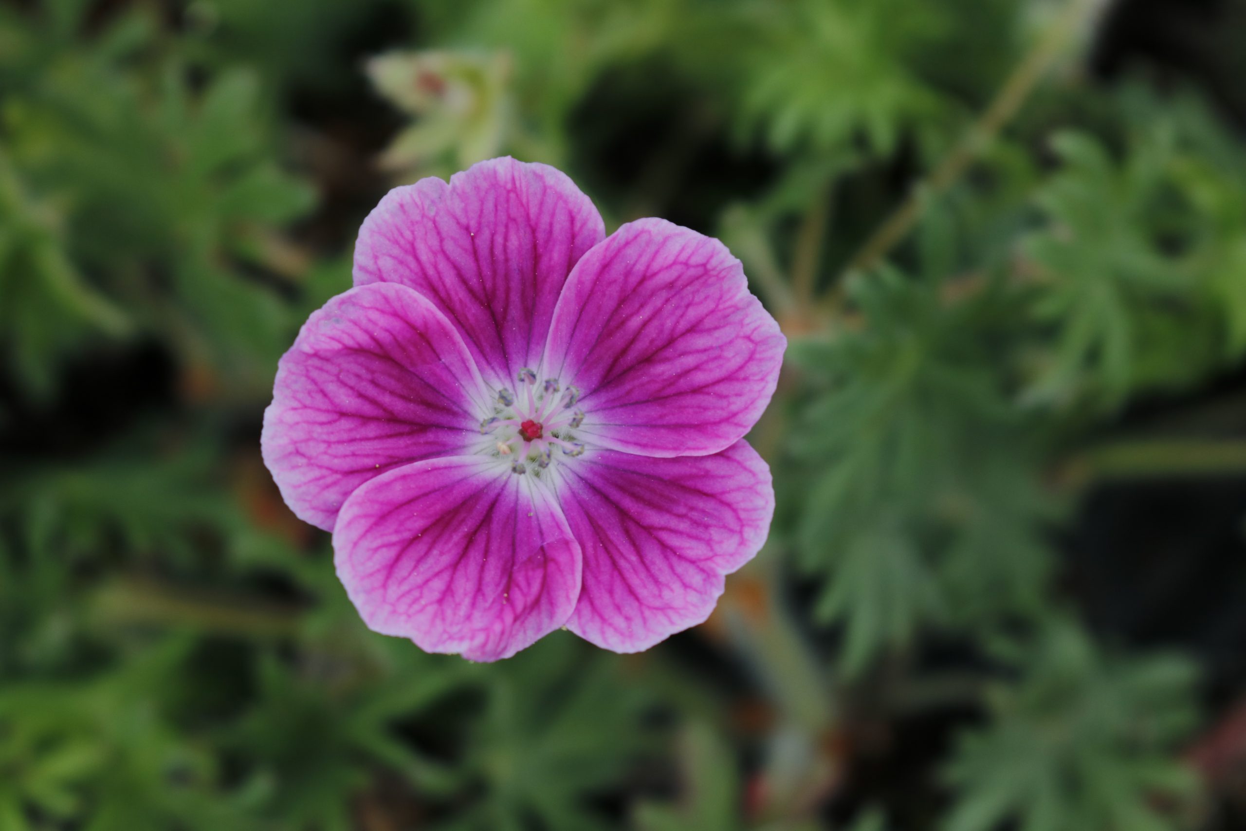 2107_geranium_sanguineum_elke_XS_003.jpeg