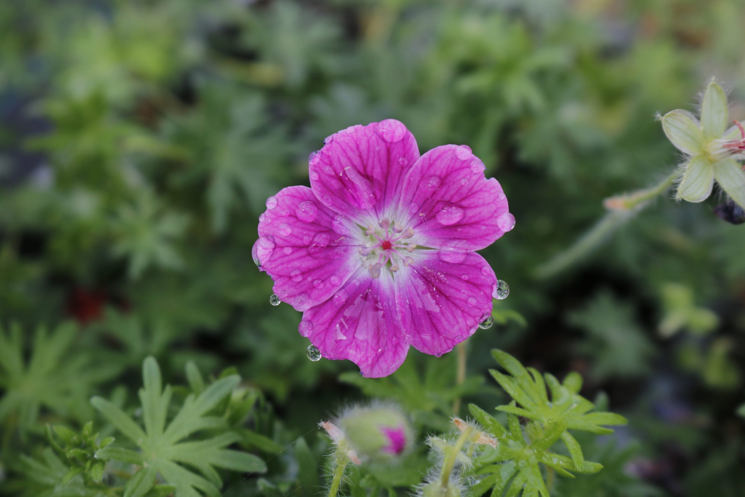 2108_geranium_sanguineum_elke_XS_004.jpeg