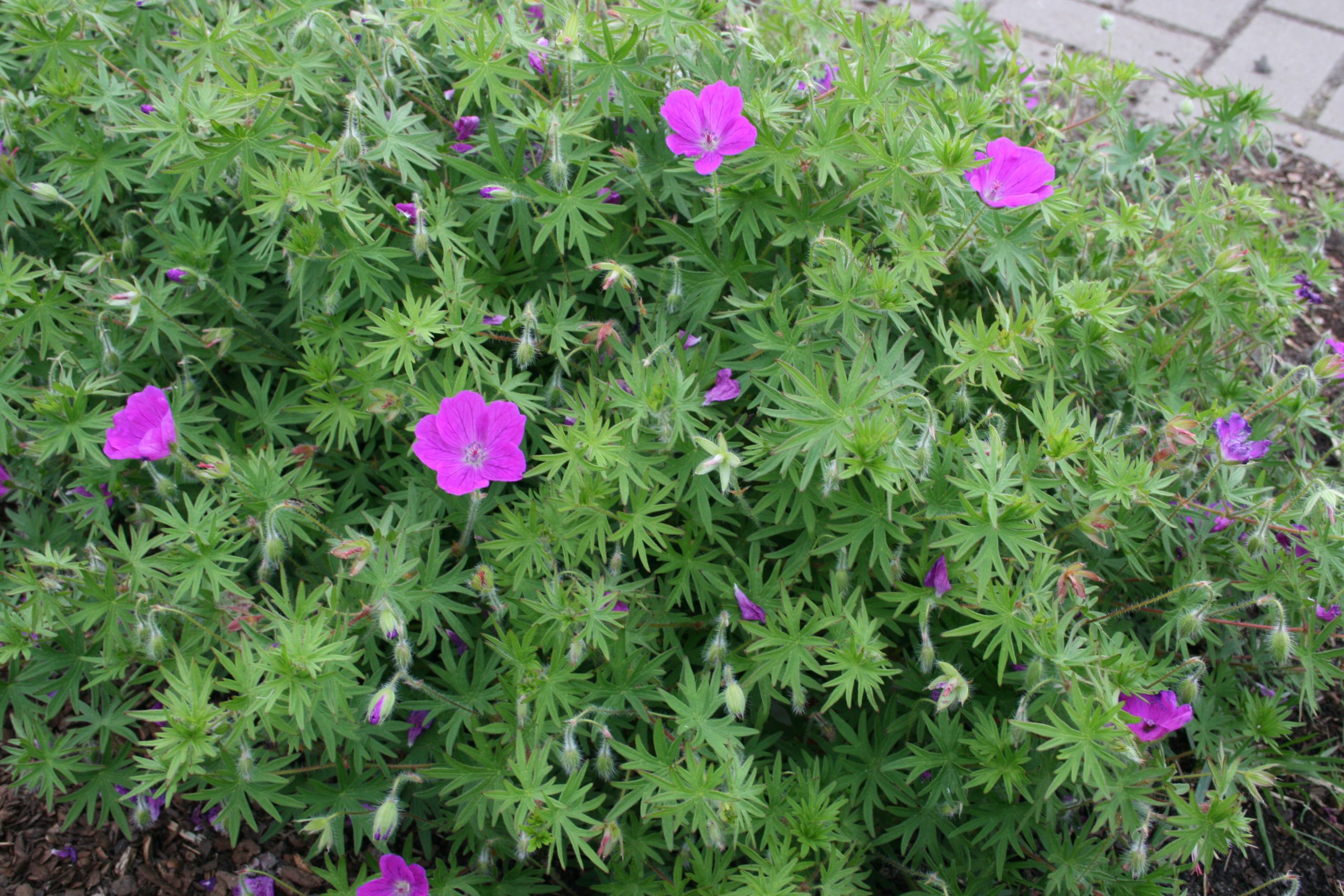 2109_geranium_sanguineum_elsbeth_SS_001.jpeg