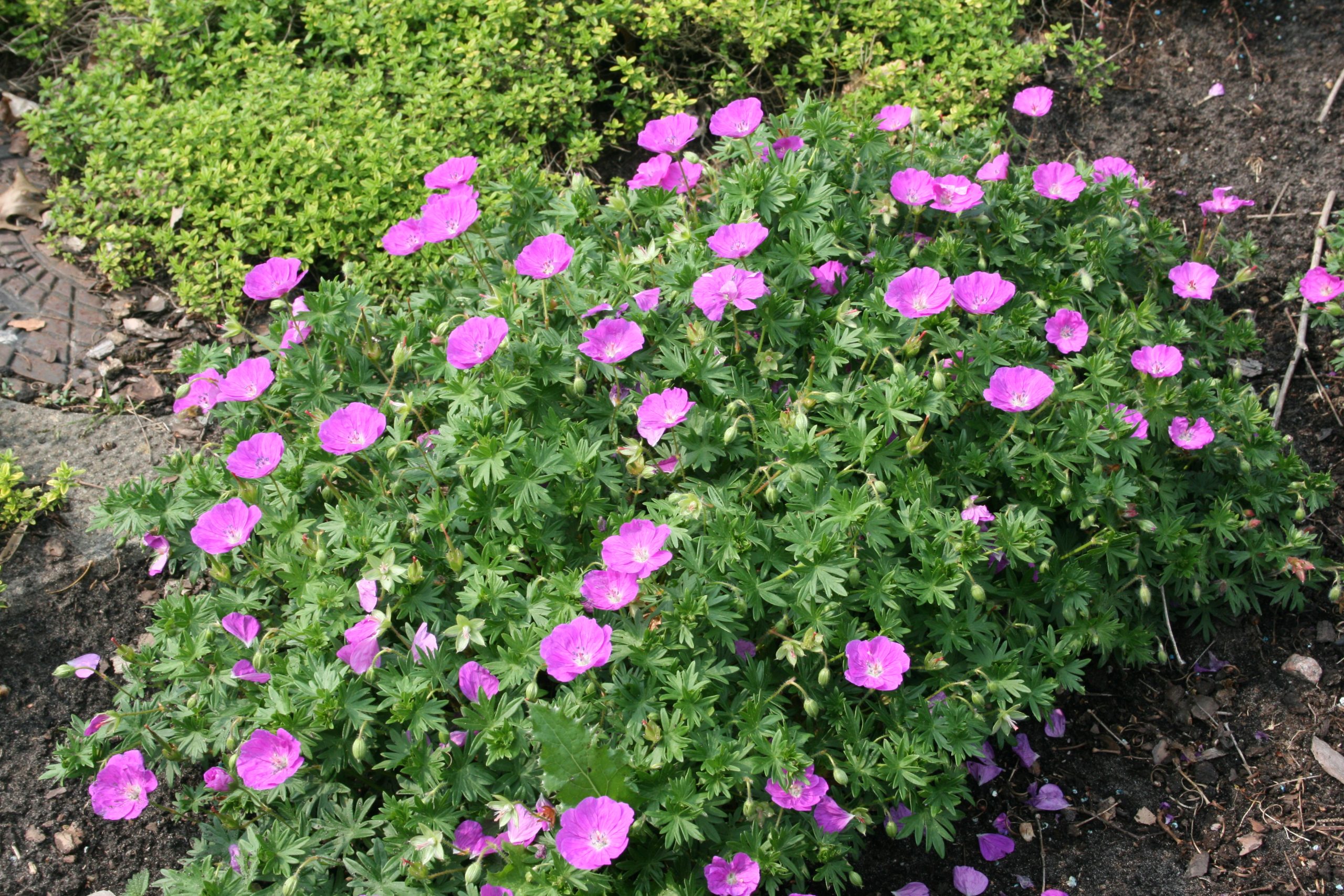 2110_geranium_sanguineum_max_frei_SS_001.jpeg