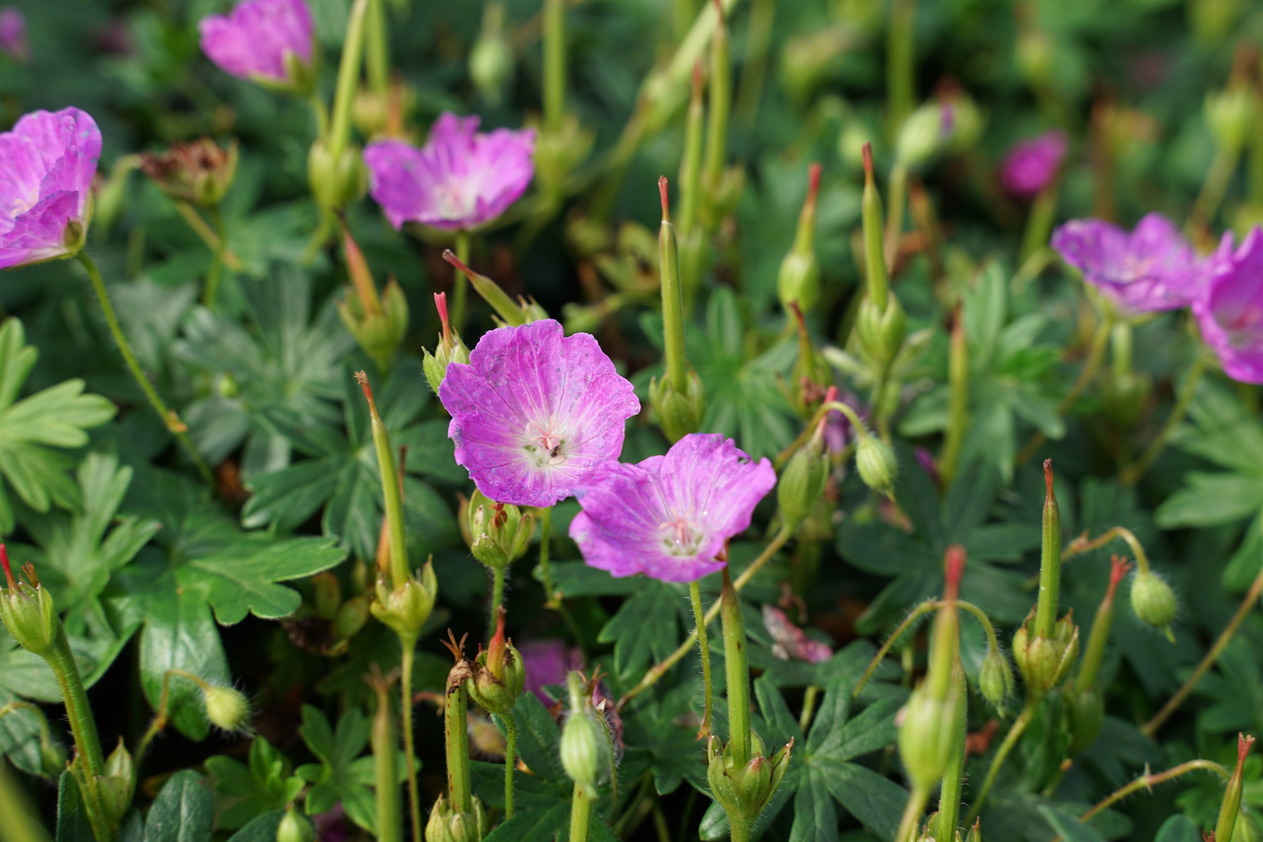 2111_geranium_sanguineum_max_frei_SS_003.jpeg