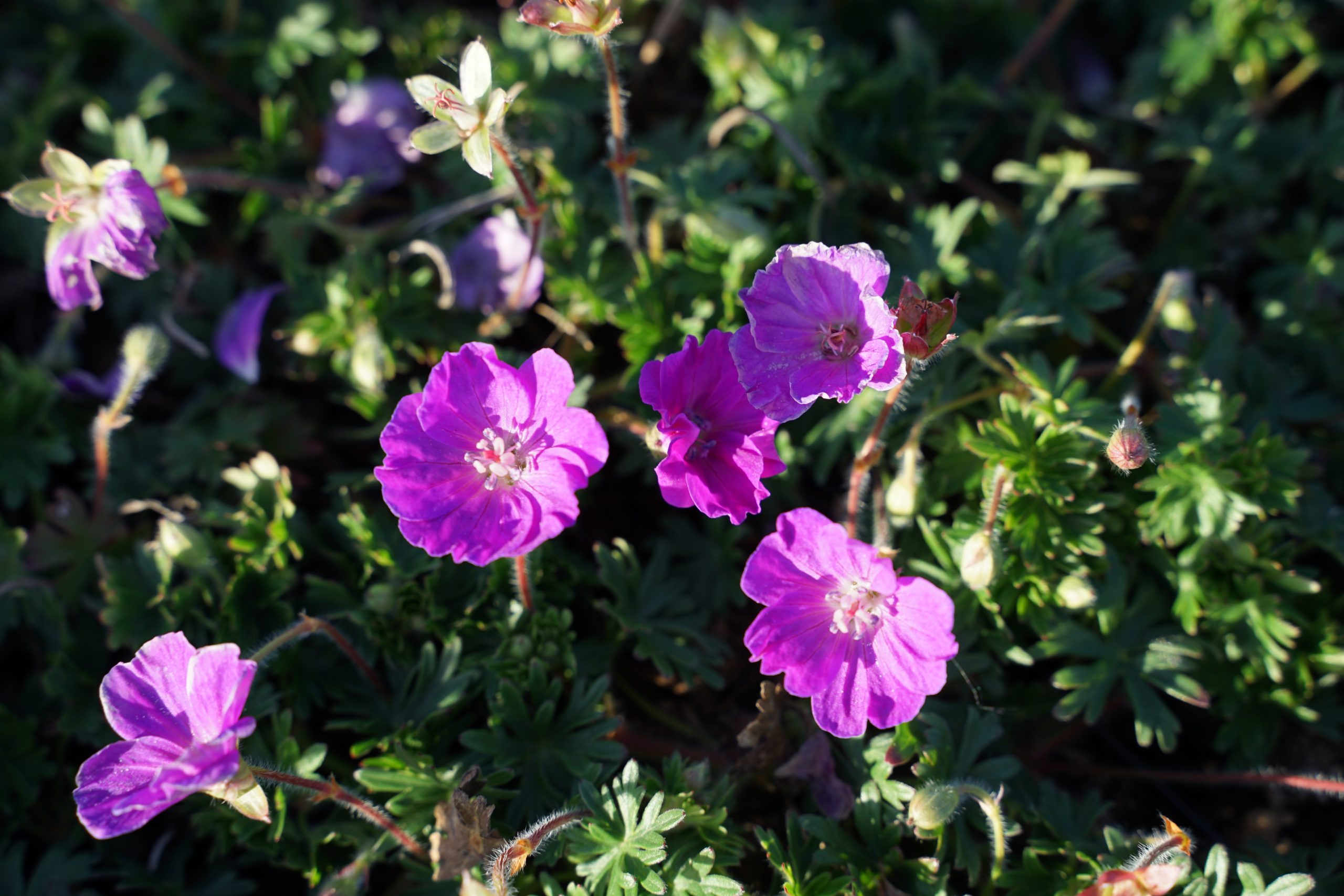 2114_geranium_sanguineum_max_frei_SS_006.jpeg