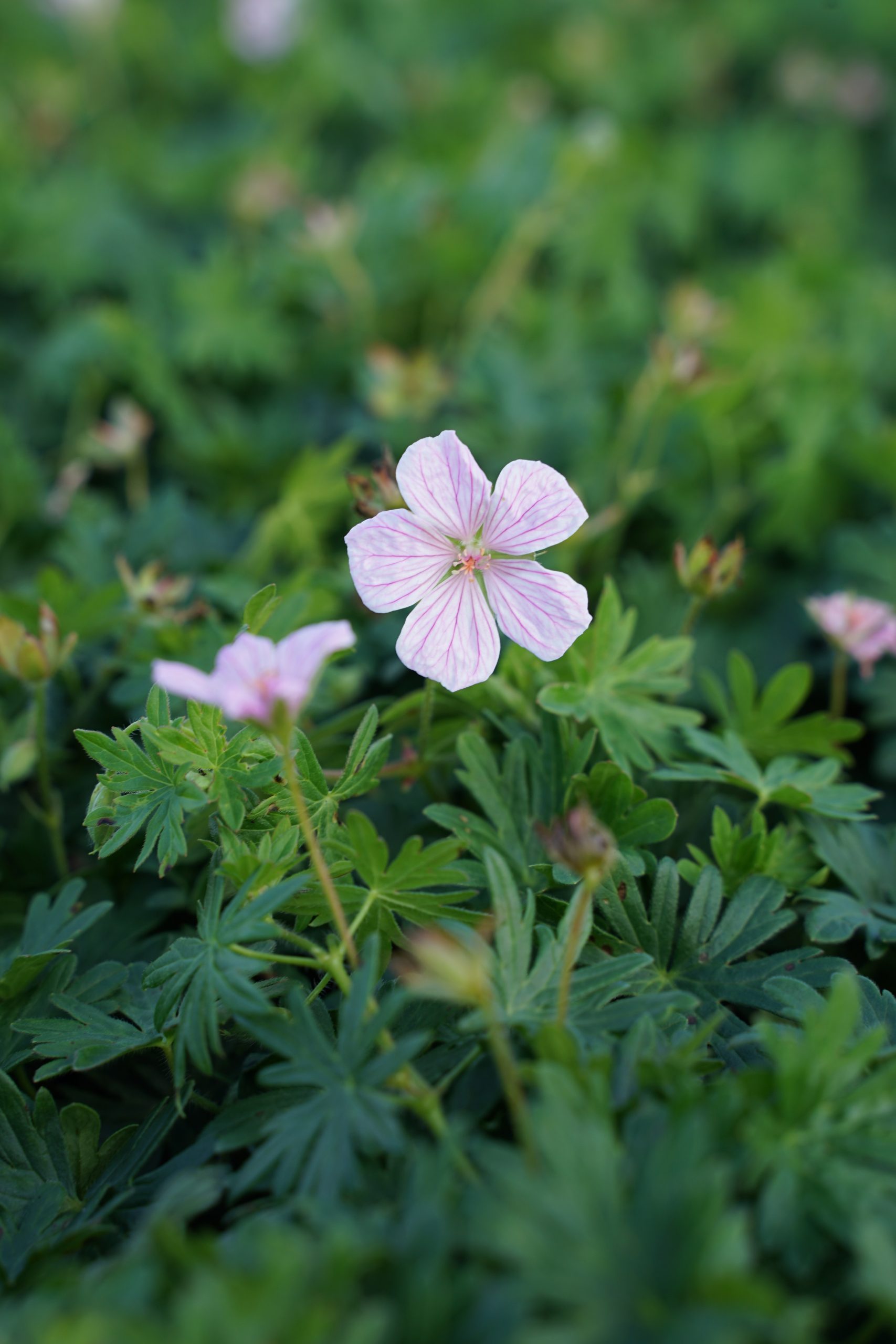 2115_geranium_sanguineum_pink_pouffe_SS_001.jpeg