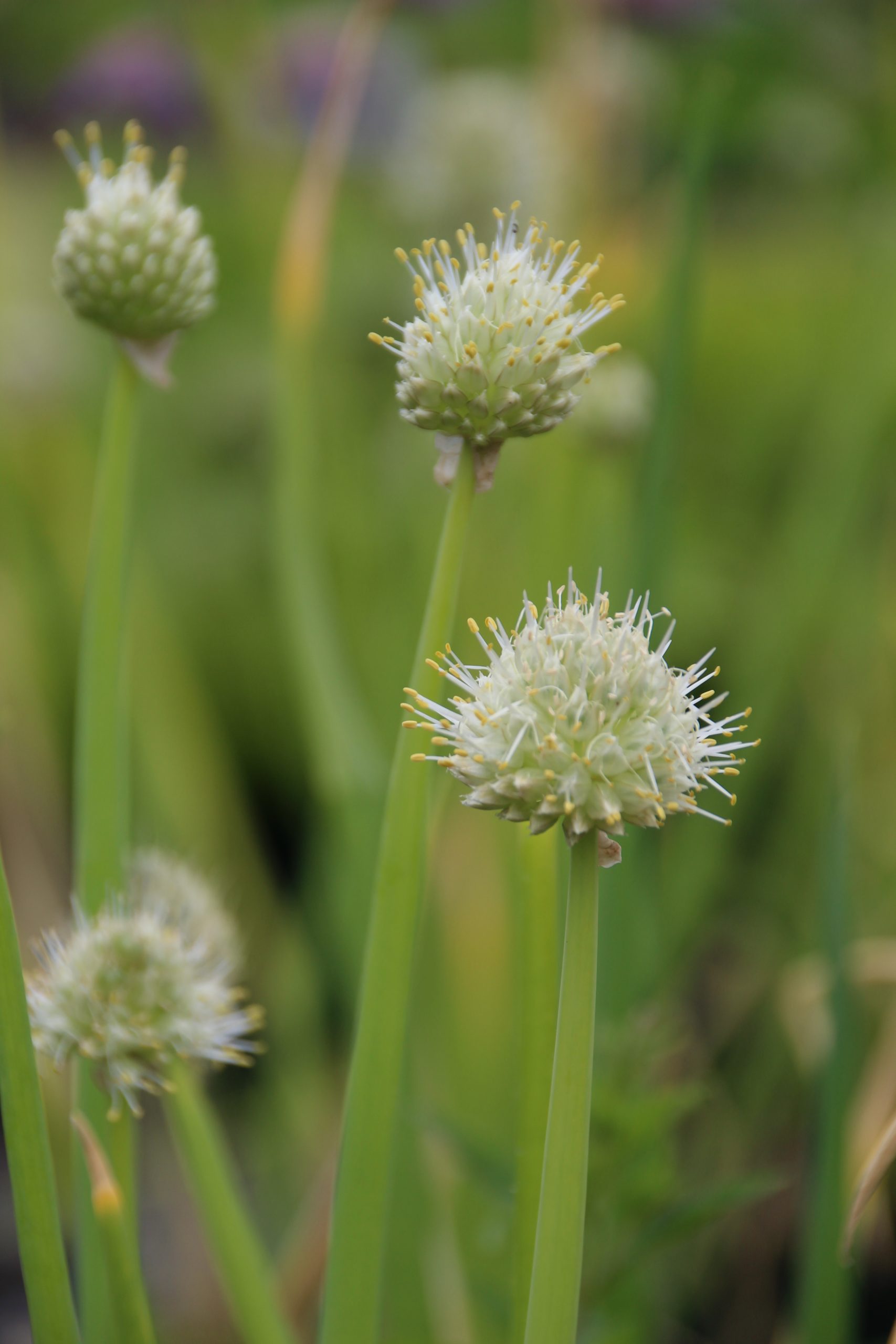 212_allium_fistulosum_SS_001.jpeg