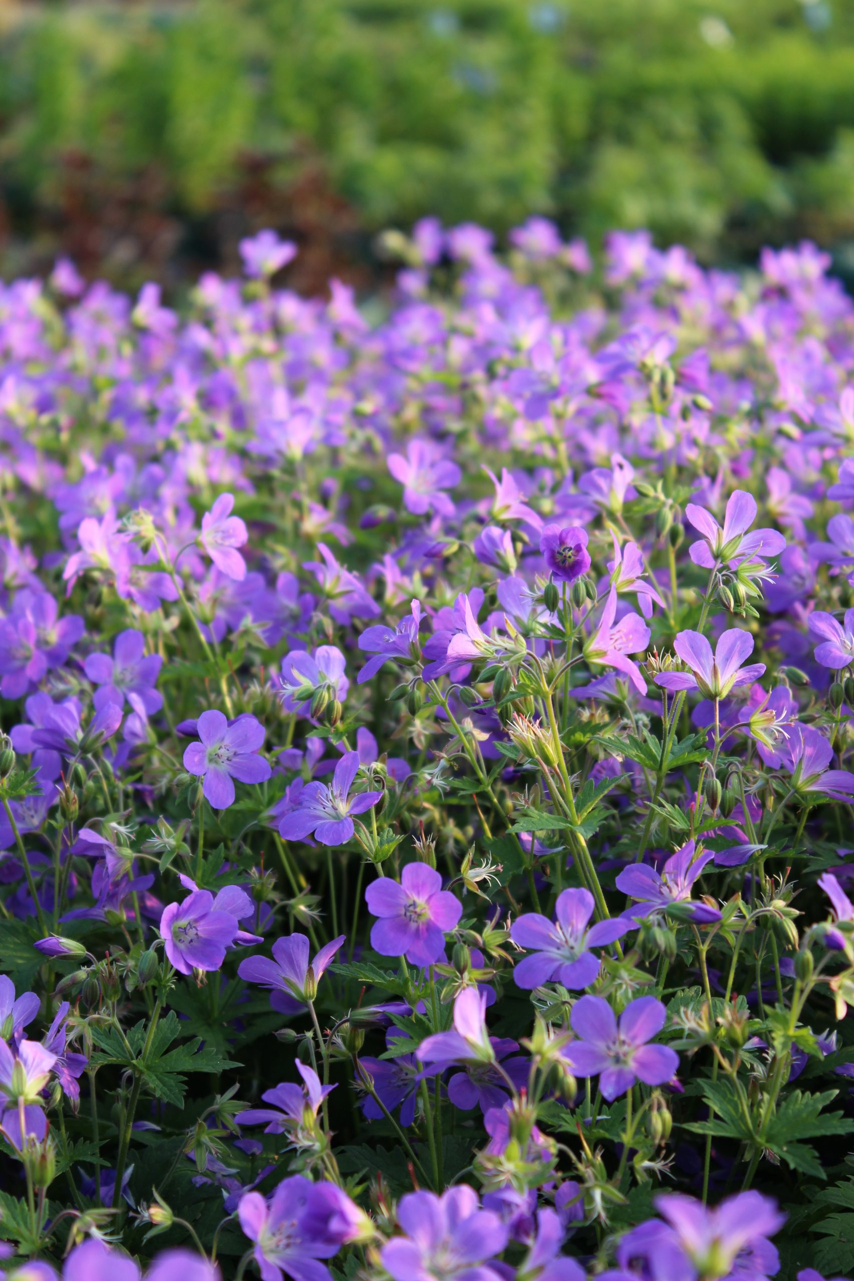 2133_geranium_sylvaticum_mayflower_SS_001.jpeg