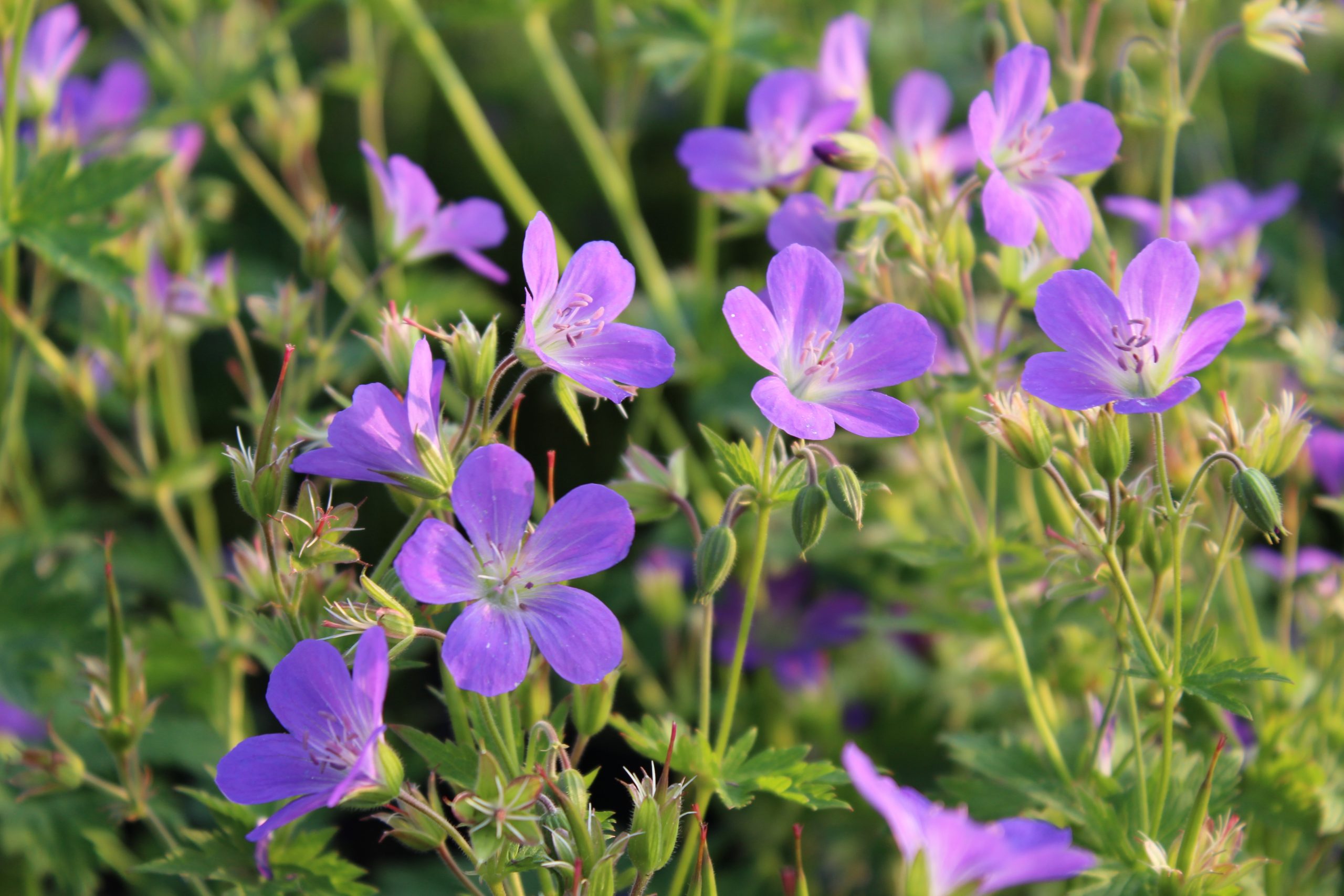 2134_geranium_sylvaticum_mayflower_SS_002.jpeg