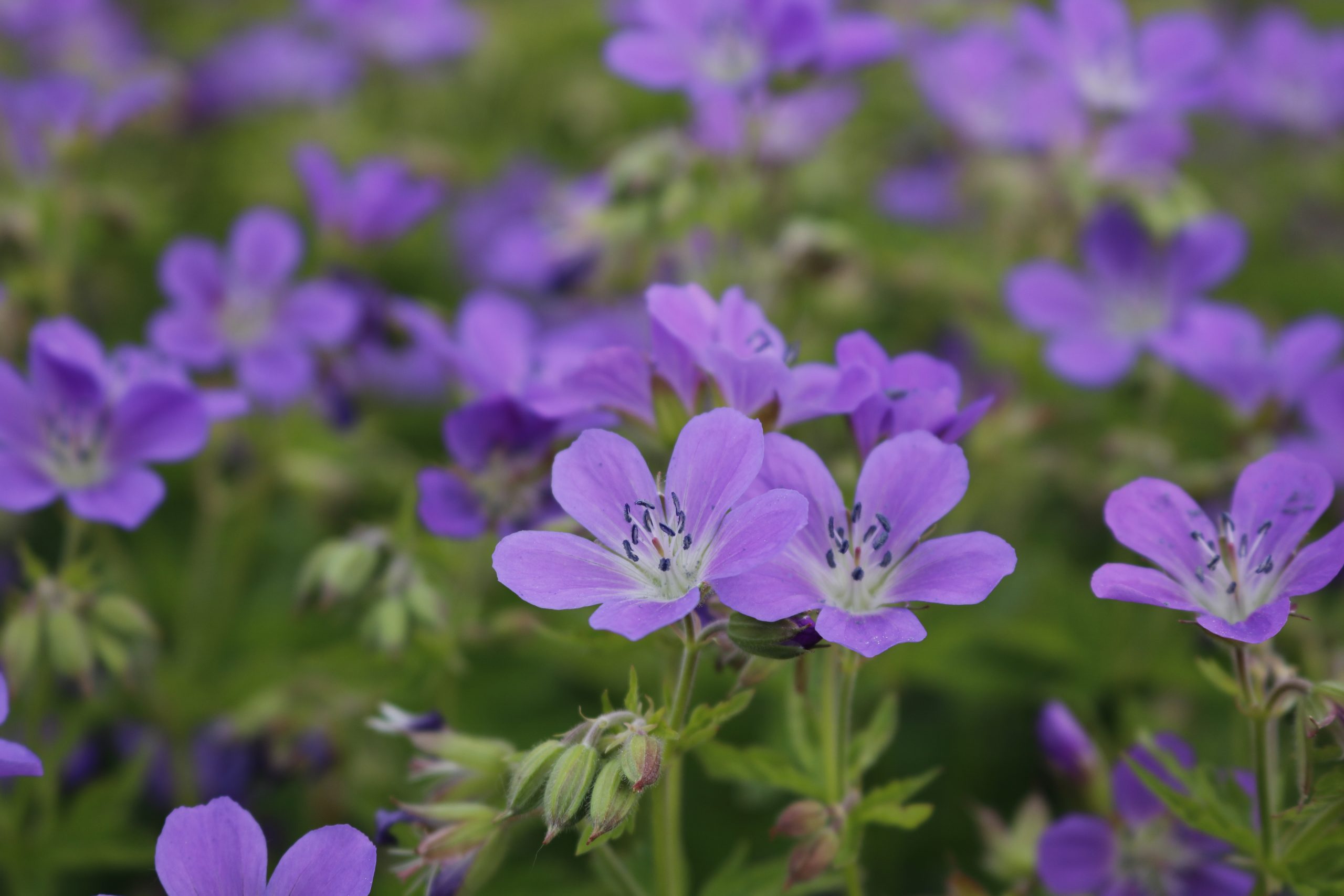 2135_geranium_sylvaticum_mayflower_XS_003.jpeg