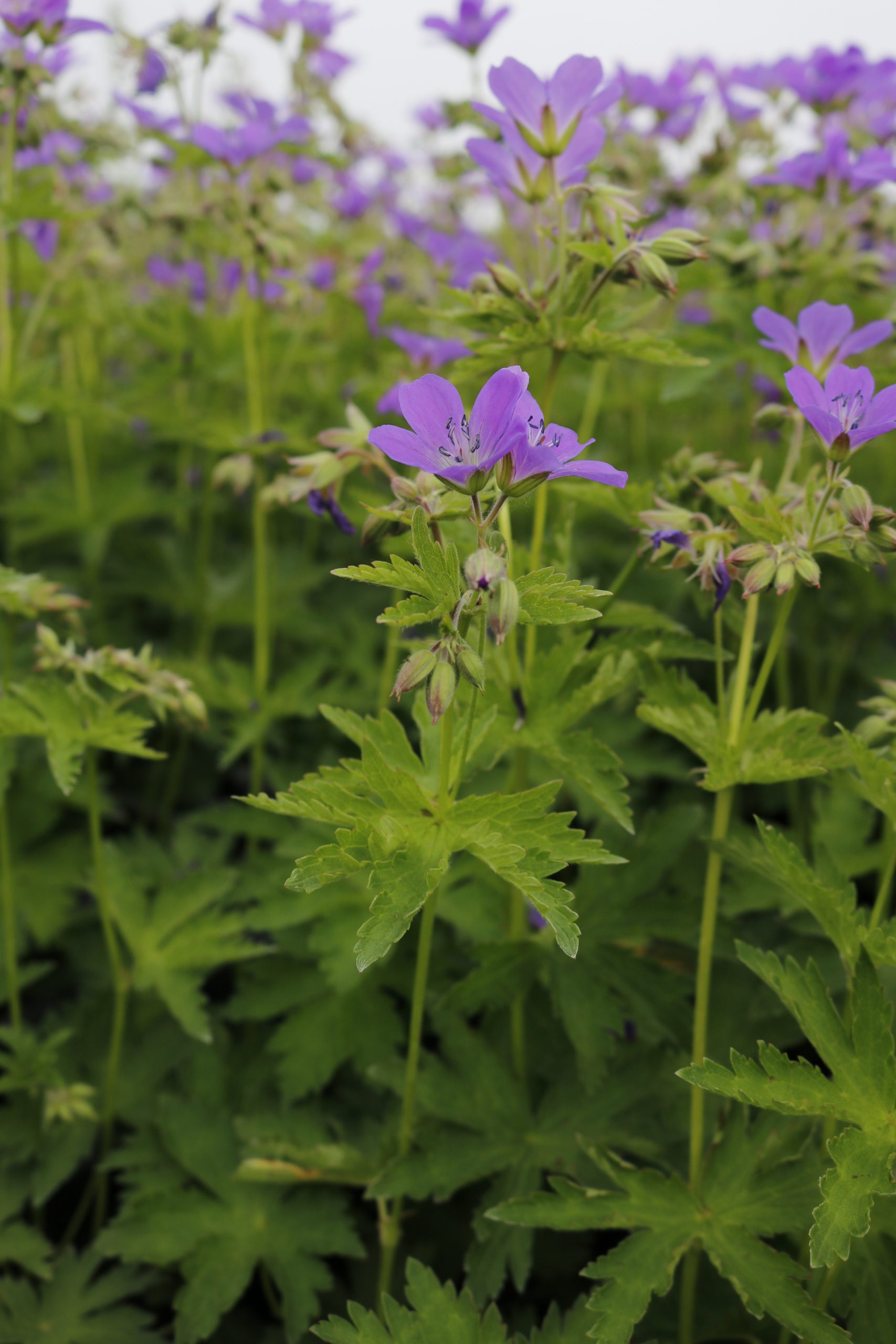 2136_geranium_sylvaticum_mayflower_XS_004.jpeg